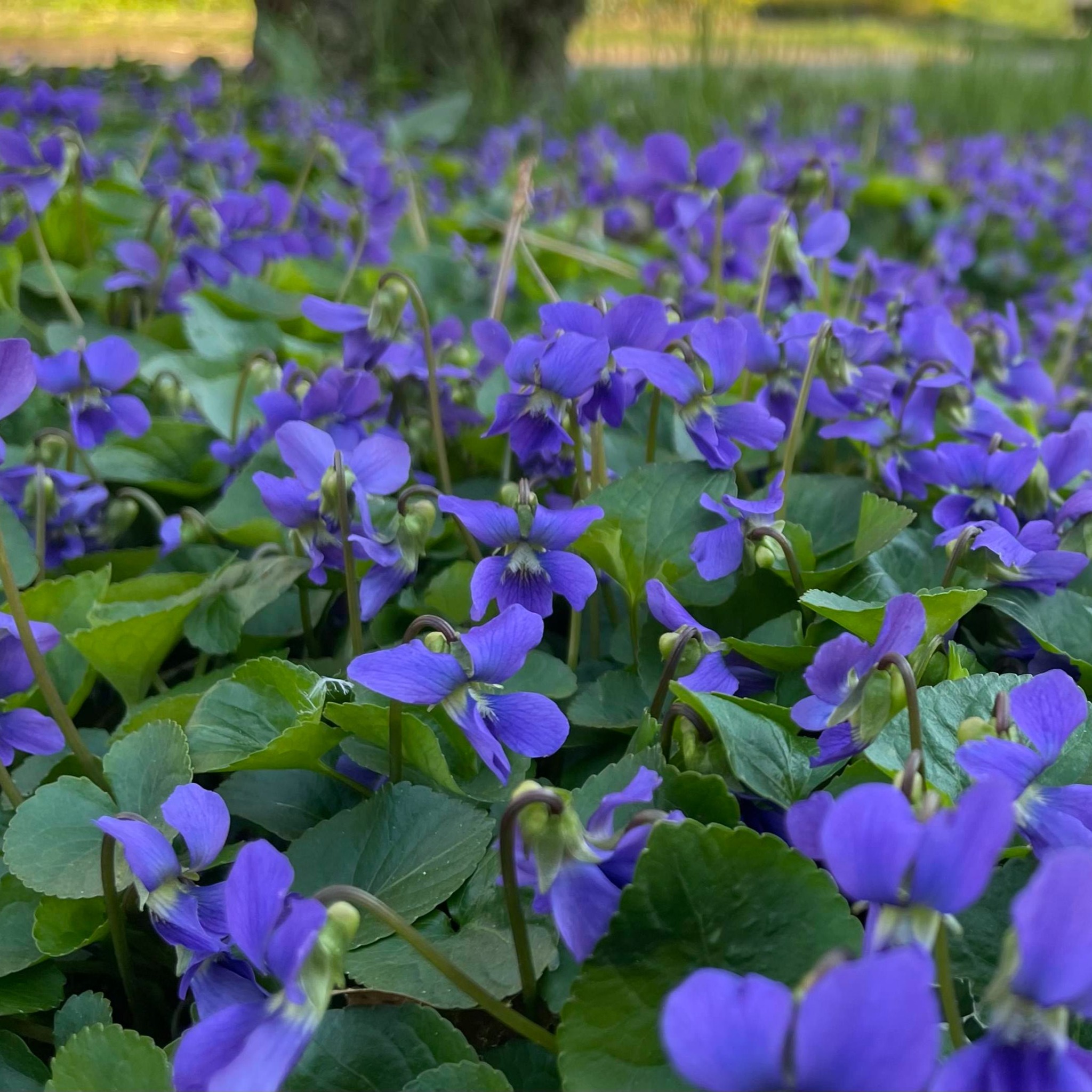 Wild - Ellen Bollinger shows where, as a volunteer. she had planted in ...