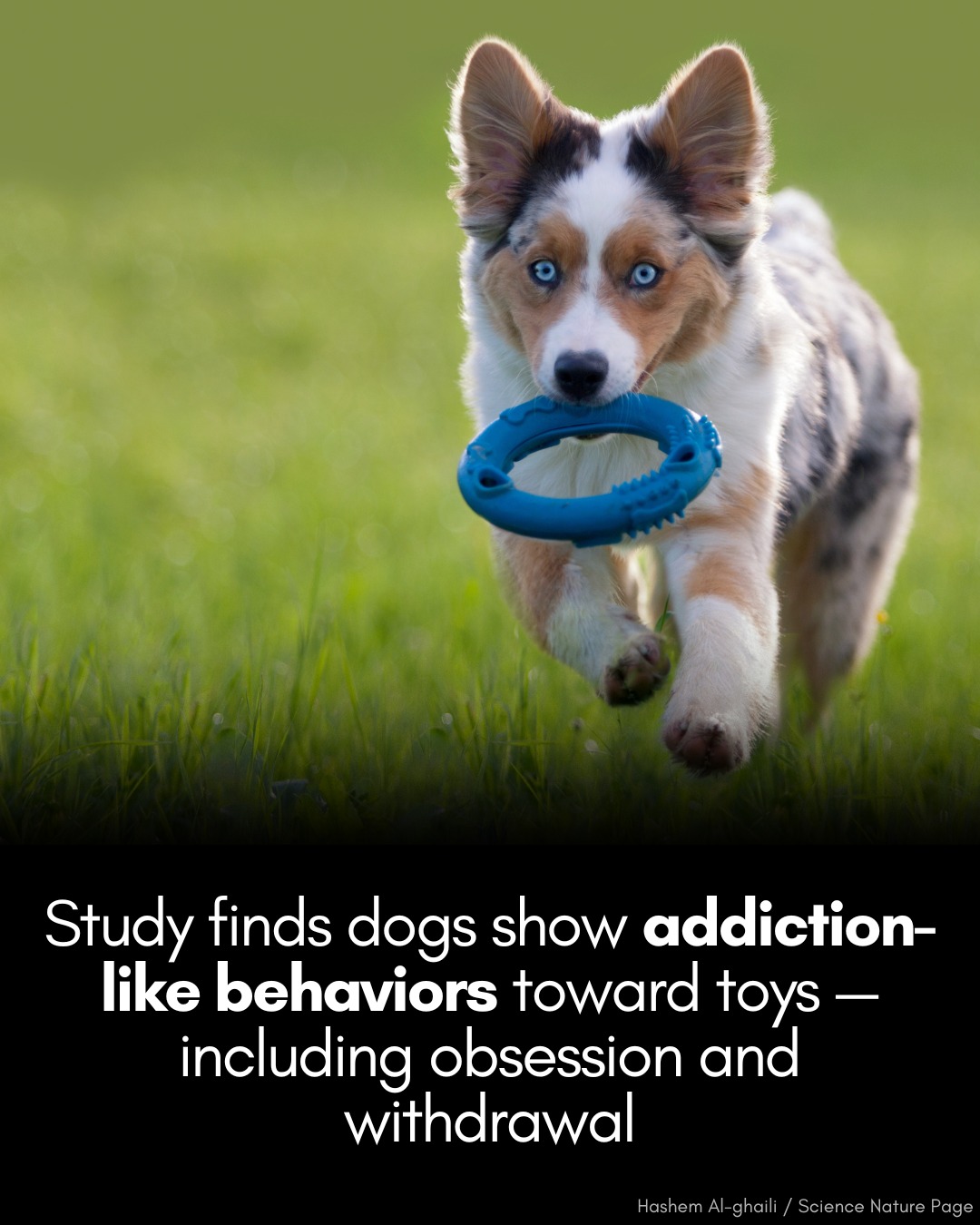 Science Squad Dogs Can Become Attached To Their Toys In Photo Inspiration