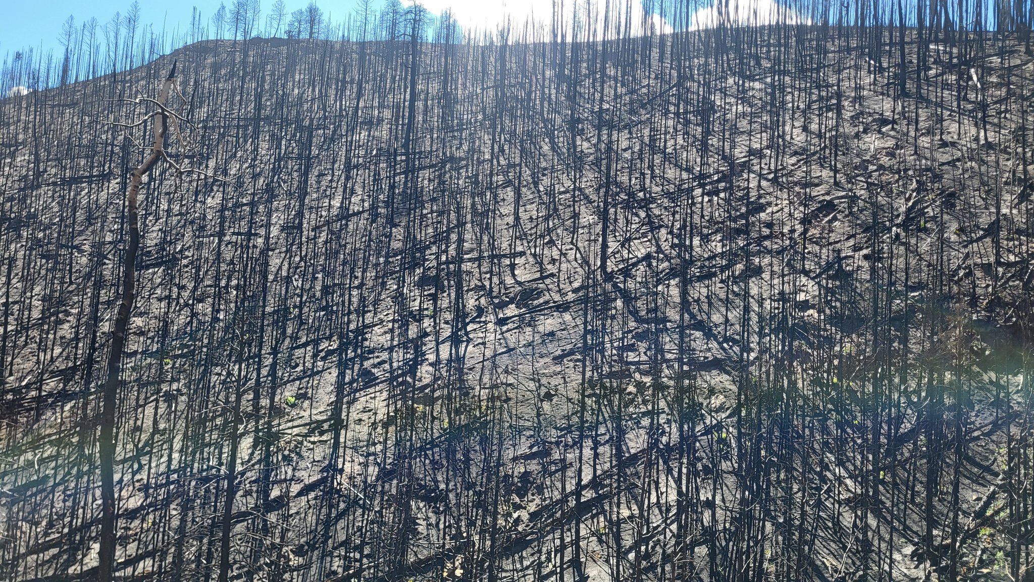 VanWinkle - This area had a straight line wind in about 2000. Broke all ...