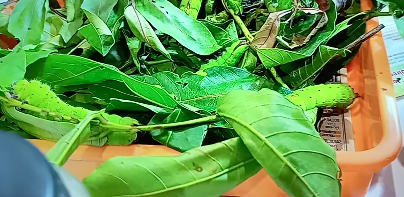 Picture of insects keede makode keet garden pests