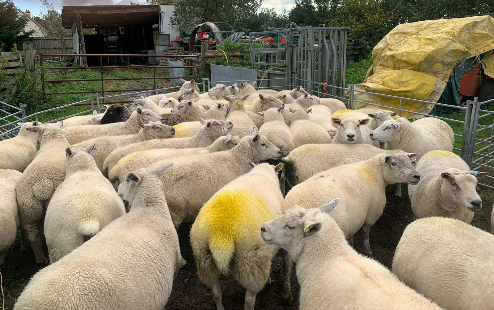 GTH - ️This Saturday in the Sheep Section ️ A genuine flock dispersal ...