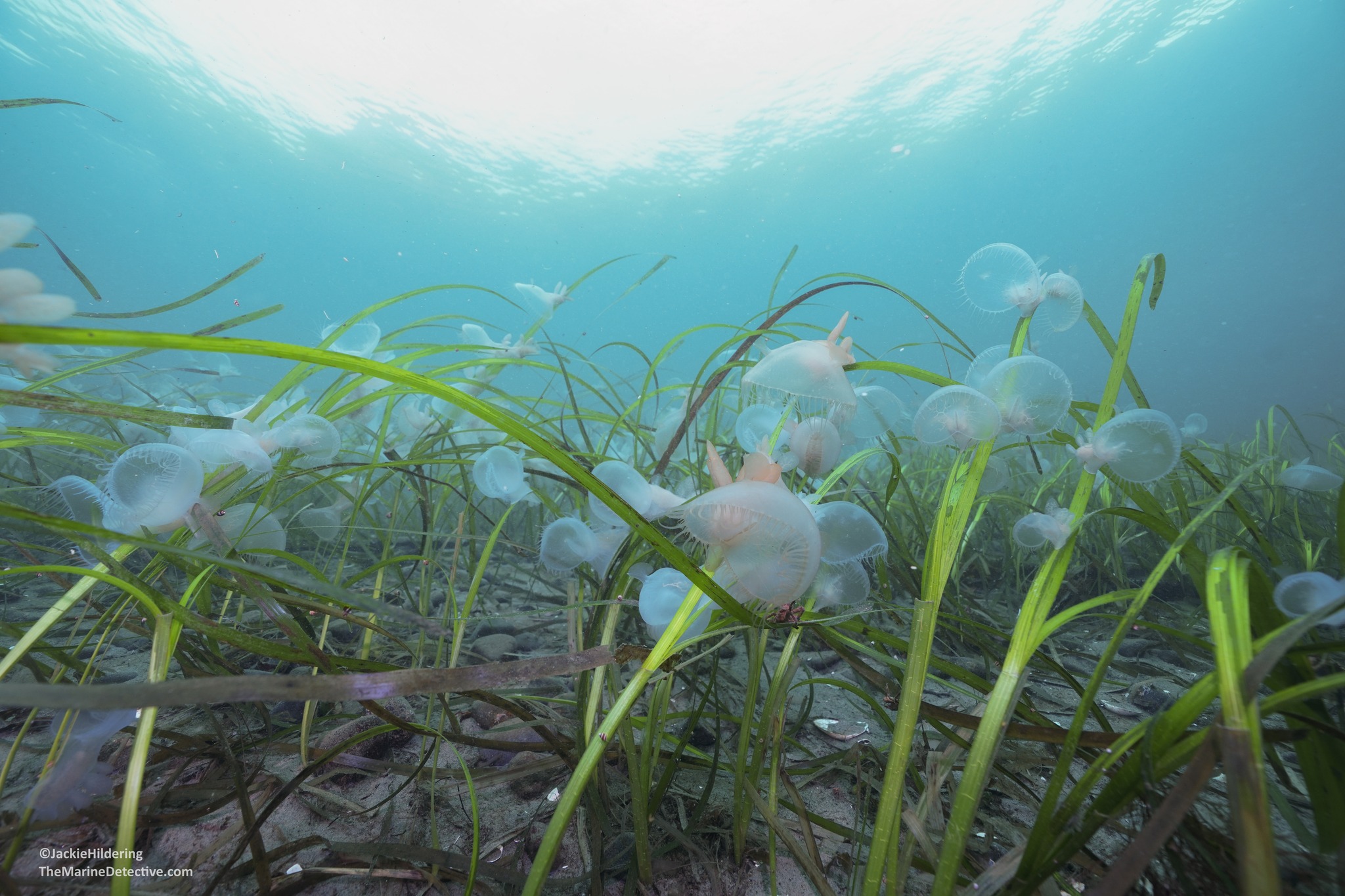 The Marine - #5 of 9 images Underwater fields? With hundreds of ...