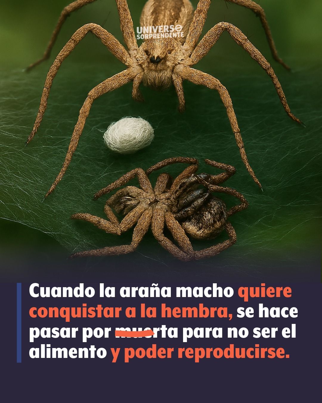 Universo - La extremada situación por la que debe pasar la araña macho ...