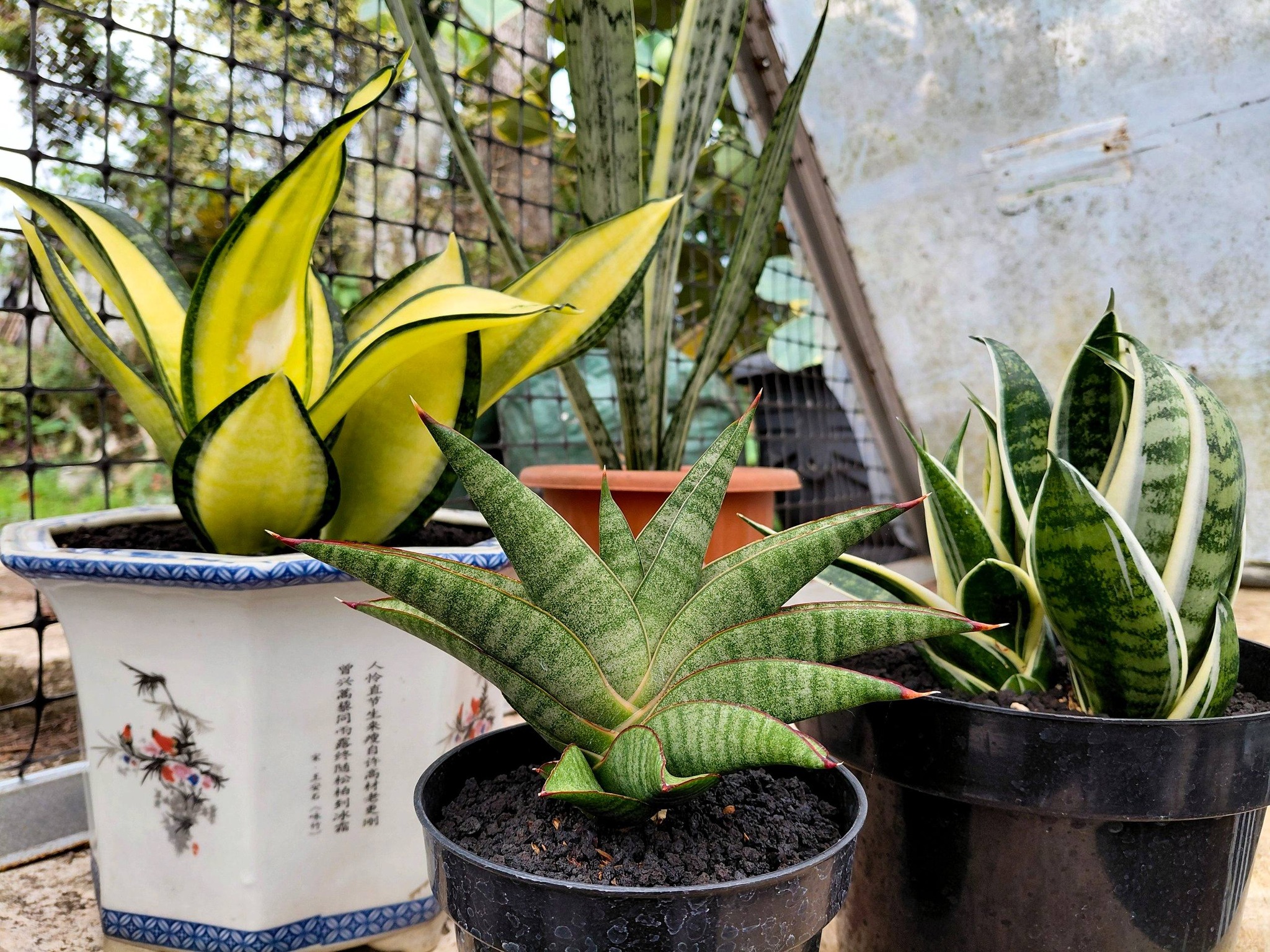 Sansevieria hybrid 'tiger blue'came from the collection of an