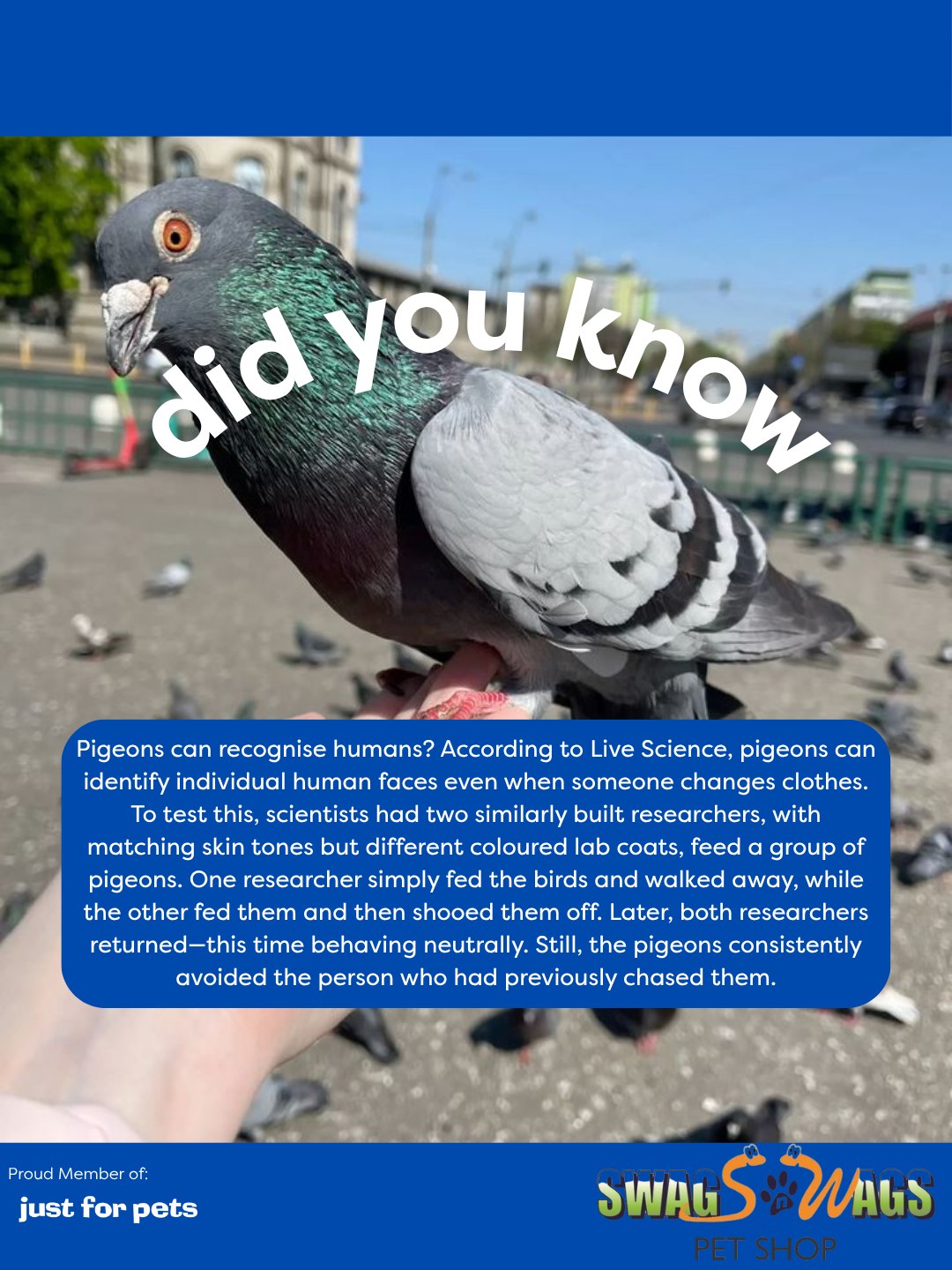 Swags 'n' Wags - 🧠🔎 Did you know pigeons can recognise... | Facebook