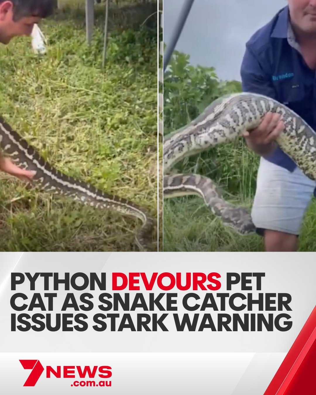 7NEWS Australia - A viral video of a giant python that... | Facebook