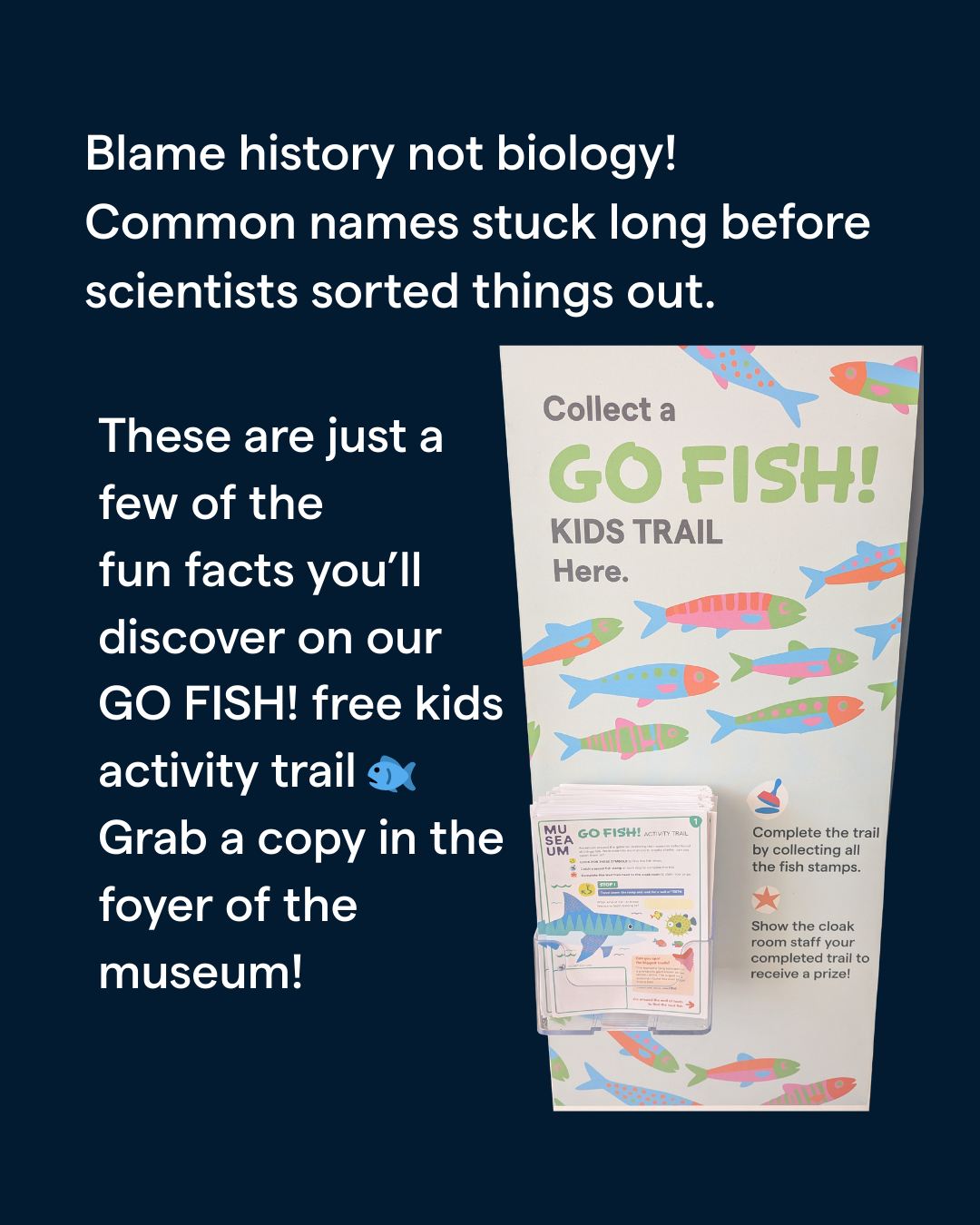🐙 Jellyfish are... - Australian National Maritime Museum | Facebook
