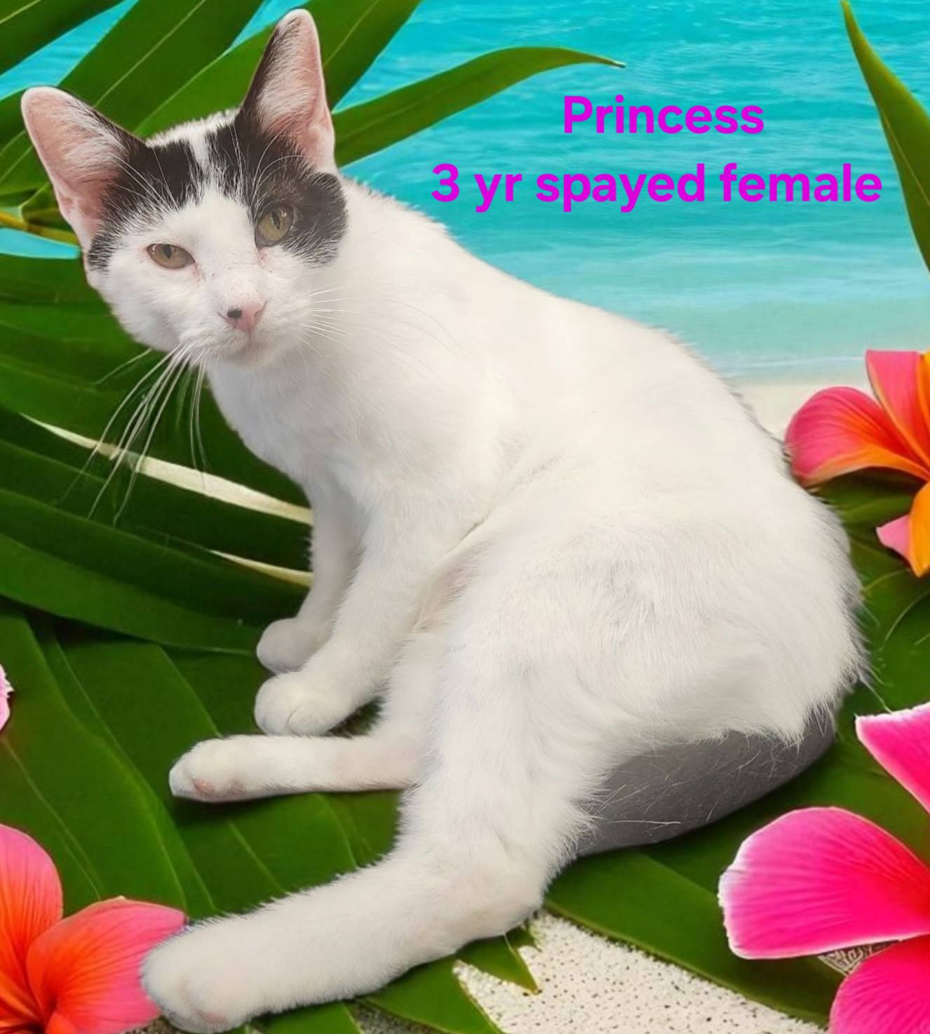 Ricky's... - Ricky's Rascals Animal Rescue and Adoption
