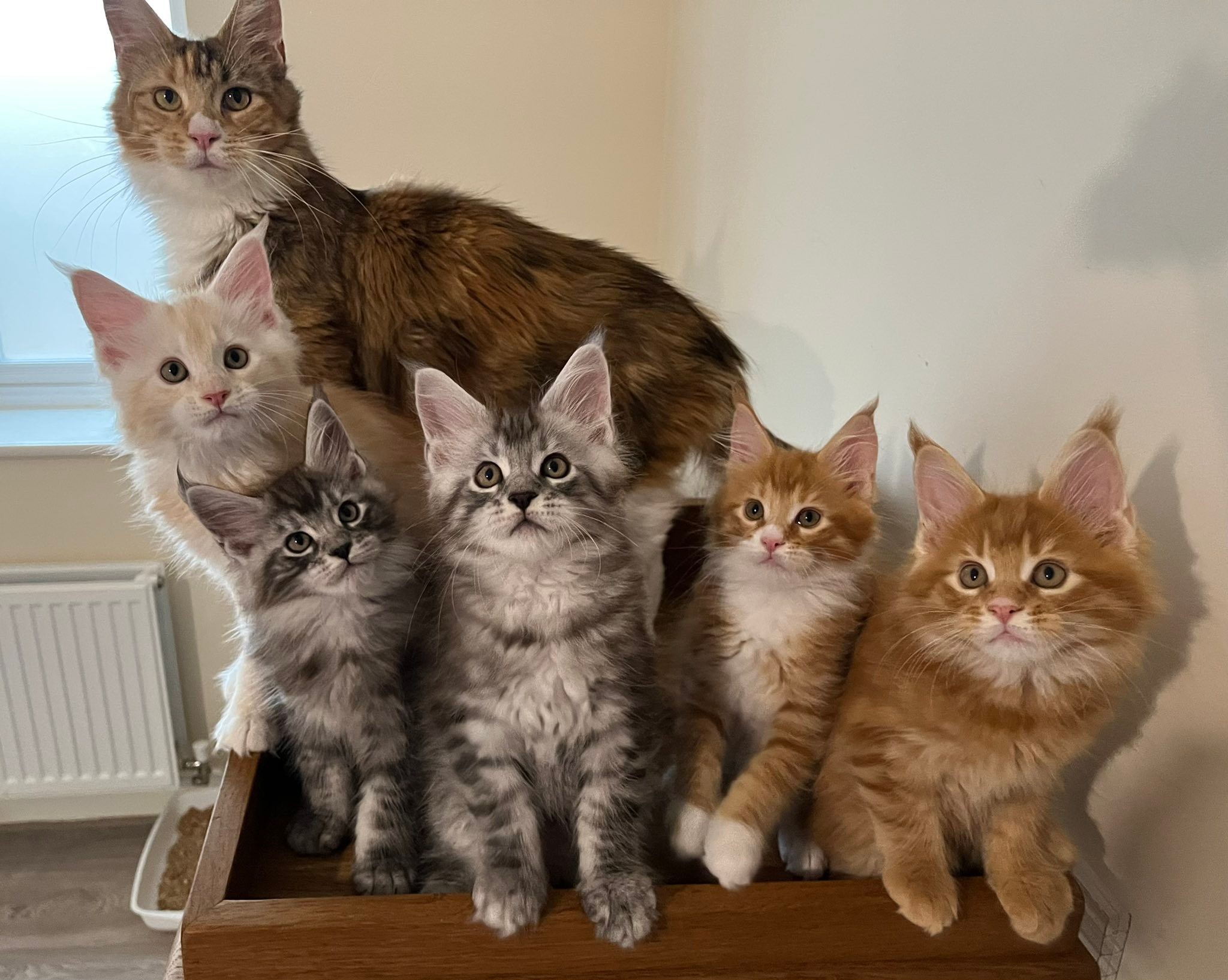Micatta - Family photo | Facebook