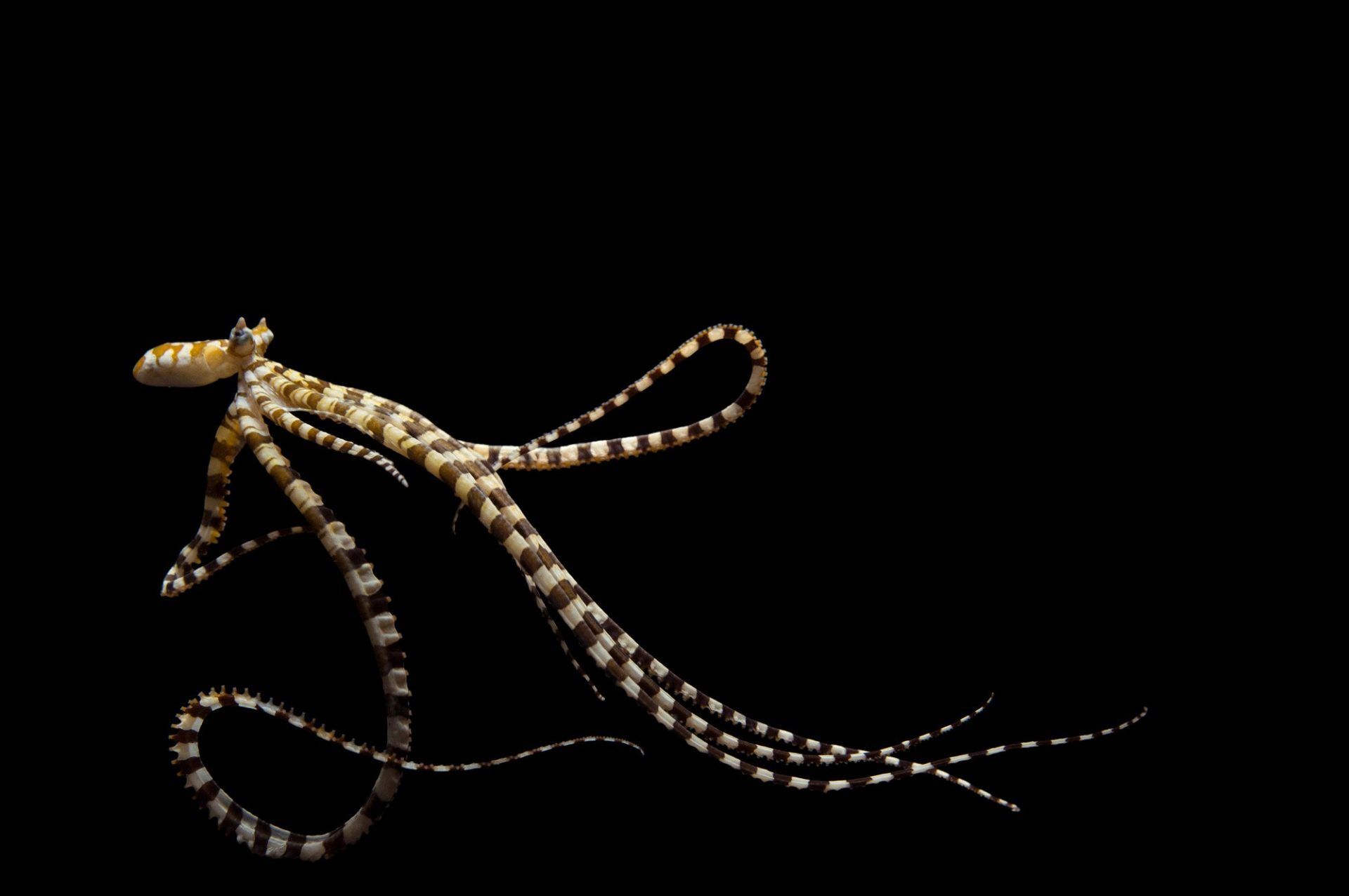 Joel - With its dramatic white stripes and mesmerizing long arms, it's ...