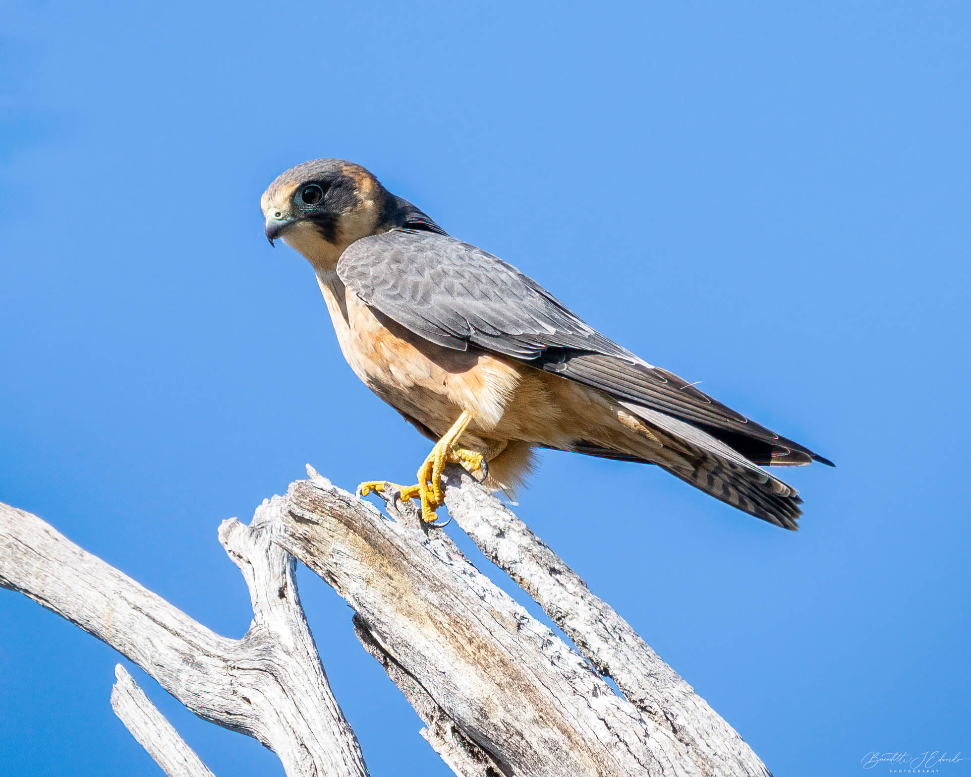 Bernadette - Driving along the road I spotted two raptors swooping at ...