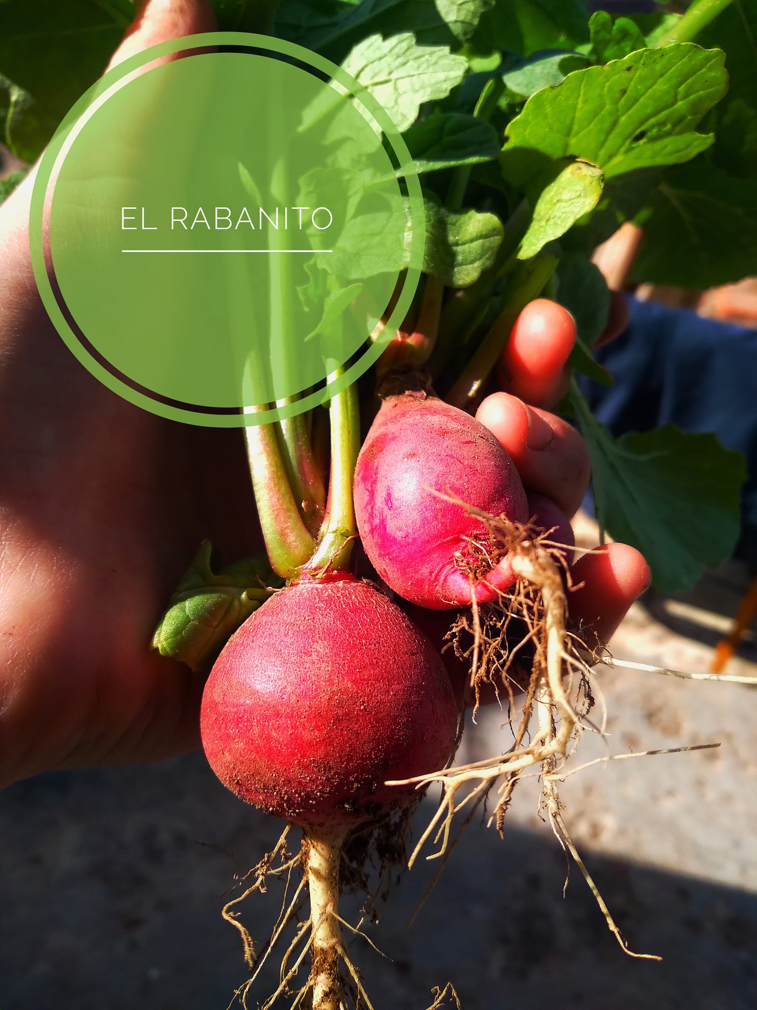 BRUJA natural - 🌿 El rabanito (Raphanus sativus) pertenece a la famila ...