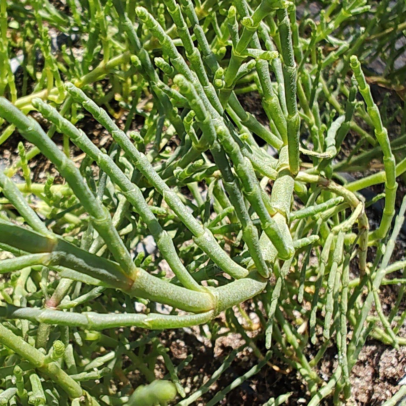 Richard's - Pickleweed/Sea Asparagus: 4
