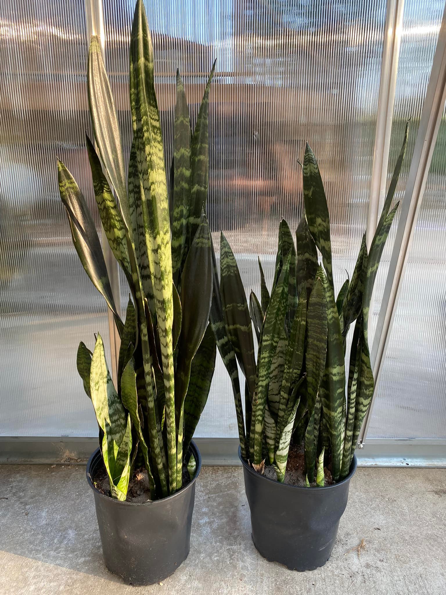What Sansevieria books cover varieties and care?