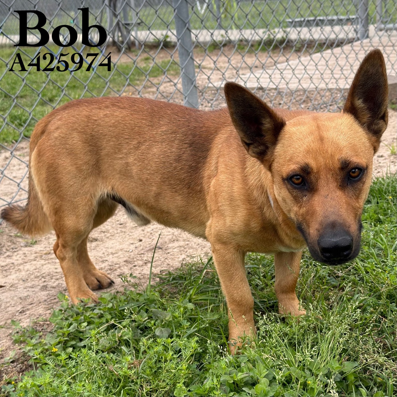 TAGGED FOR TRANSPORT Bob, ID: A425974 Location: LAVENDER 2A