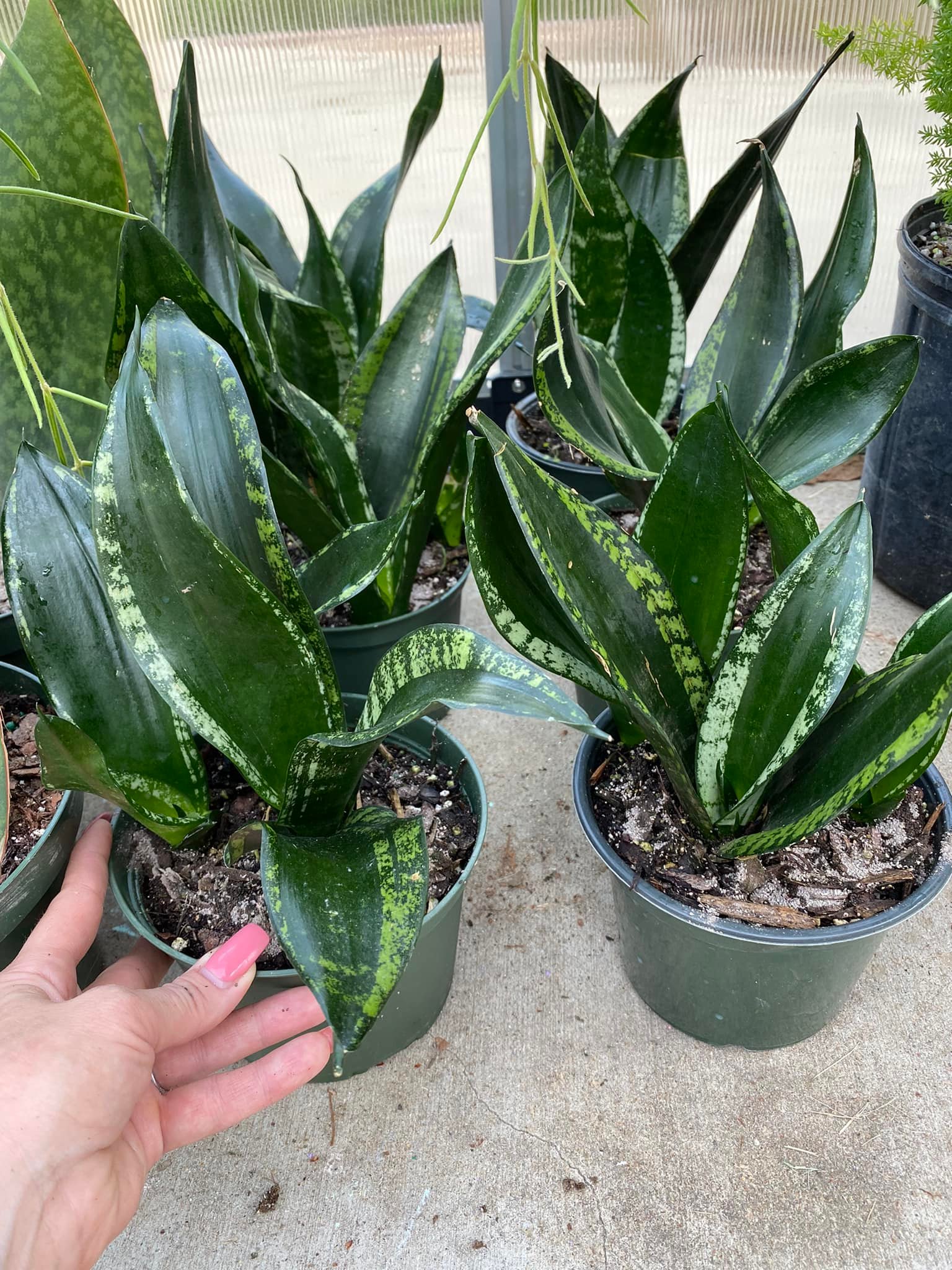 What Sansevieria books cover varieties and care?