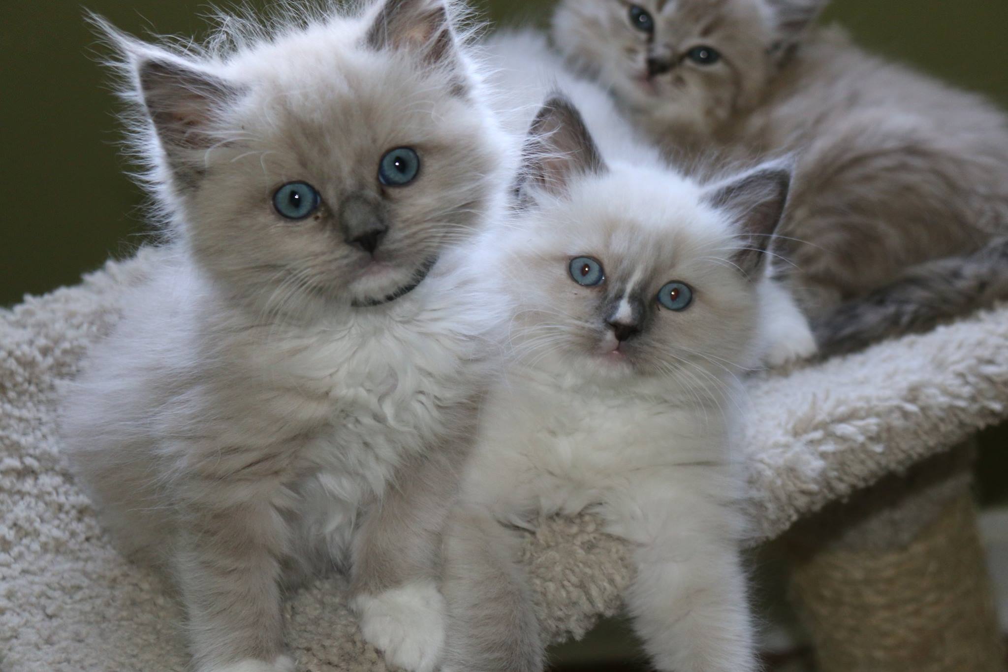 Here are some... - Big City Ragdolls - Ohio Ragdoll Kittens
