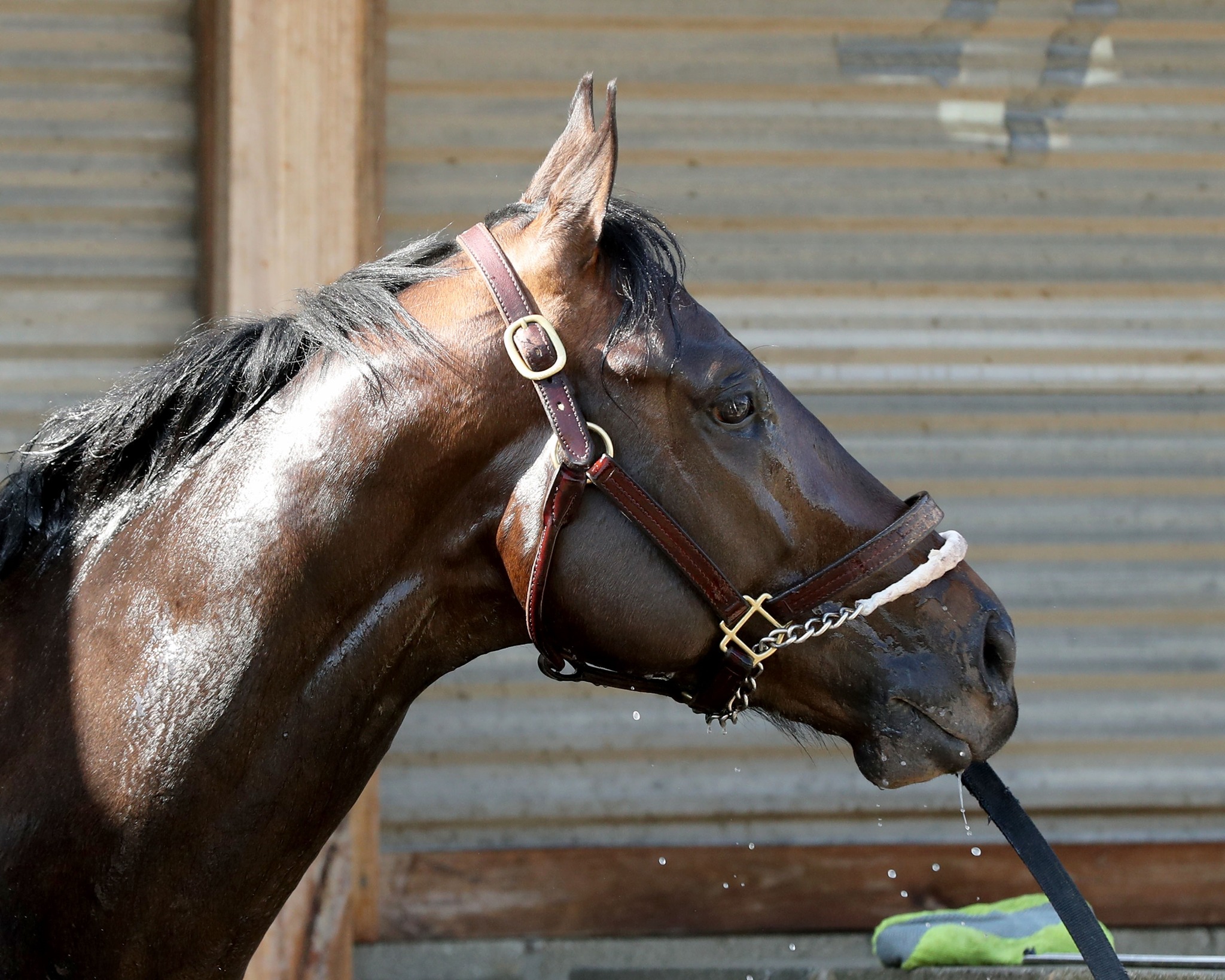 2025 G2 Rebel Stakes winner and 2025... - Equibase Company | Facebook