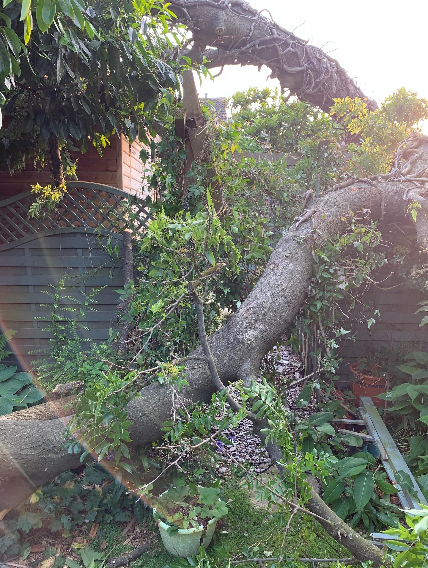 Jilly's Allotment