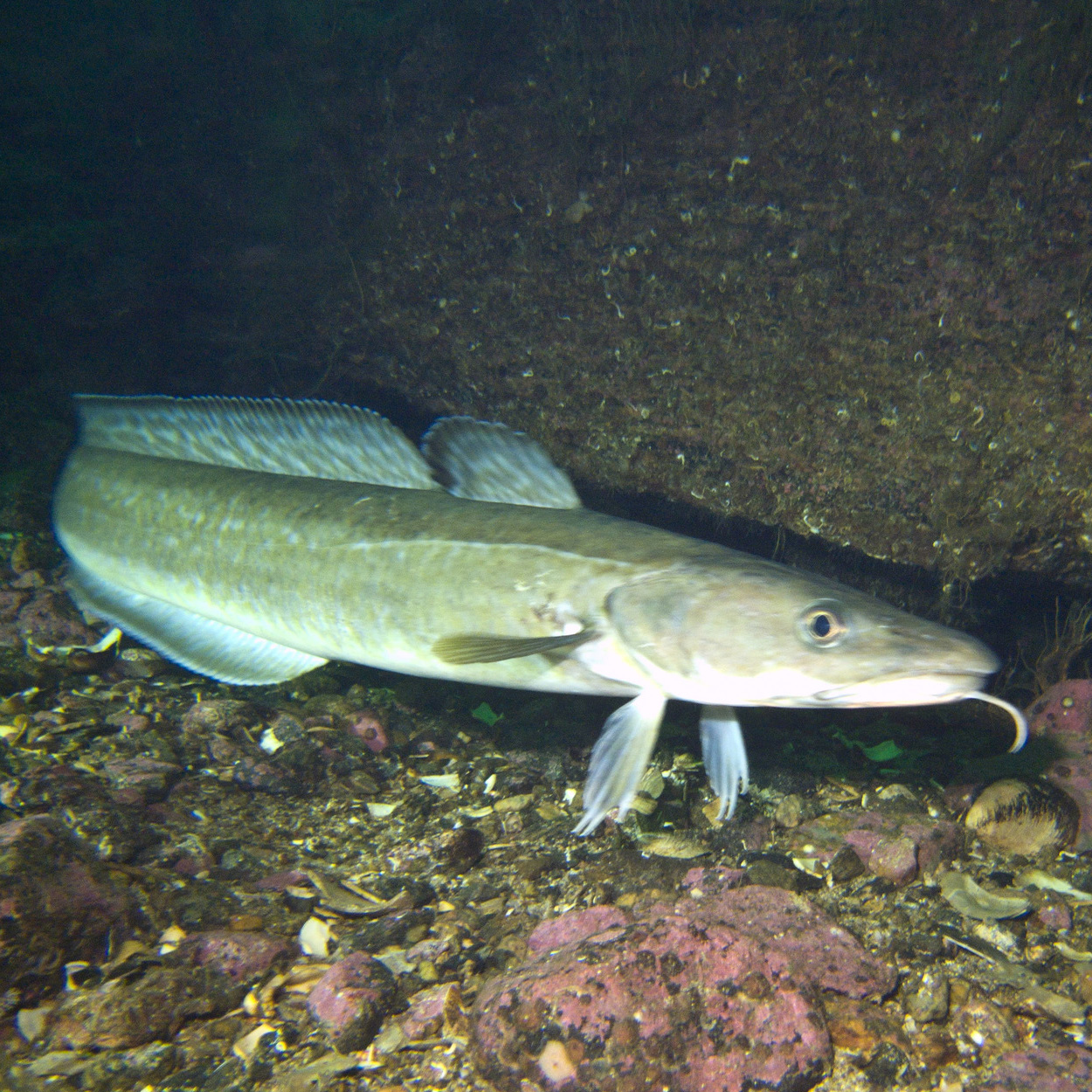 Bury - Fish of the week: This fish is found around the UK, usually in ...