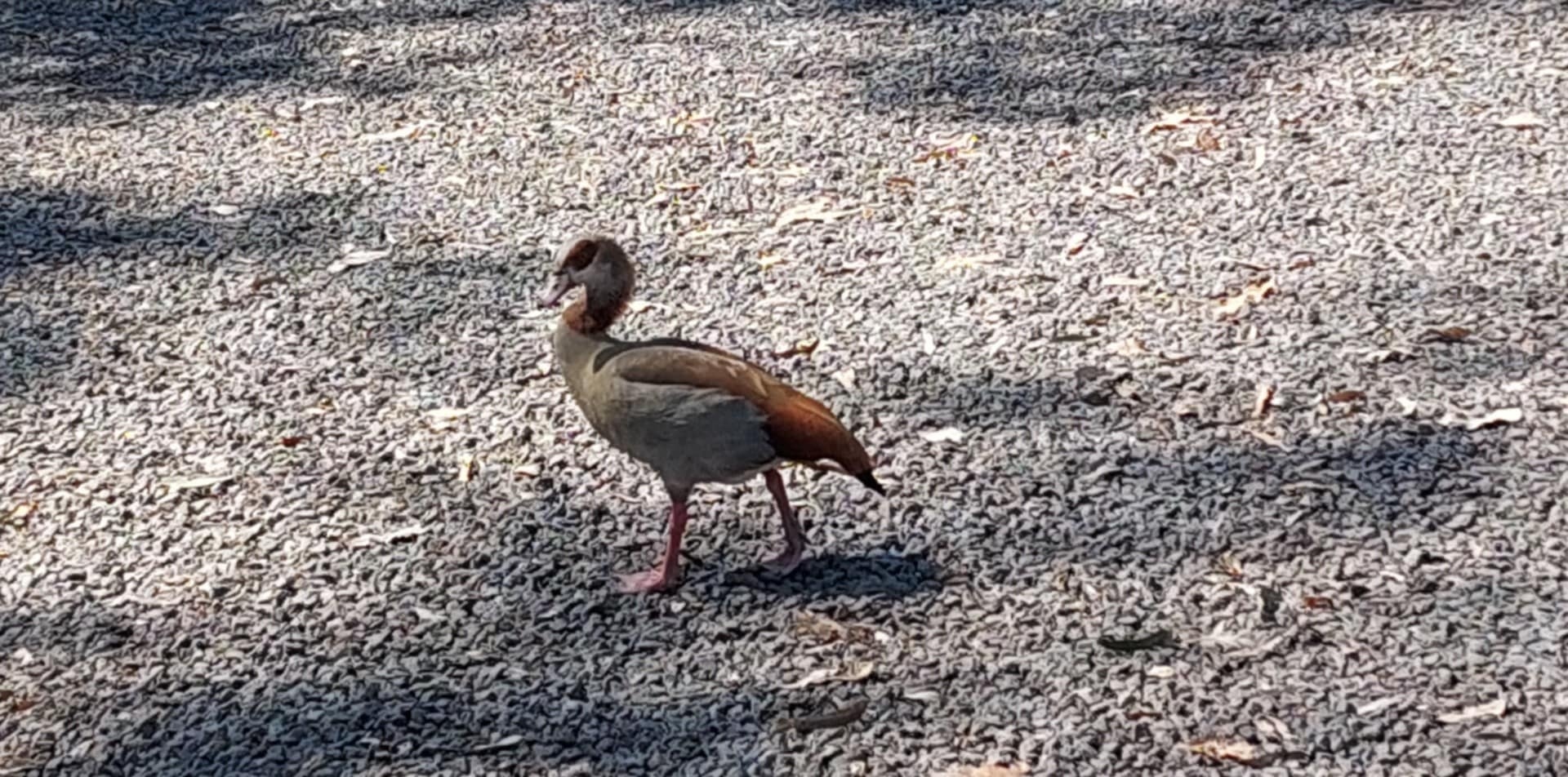 Mary - Young Egyptian gander - pinioned, 1.5 years old. $250. Located ...