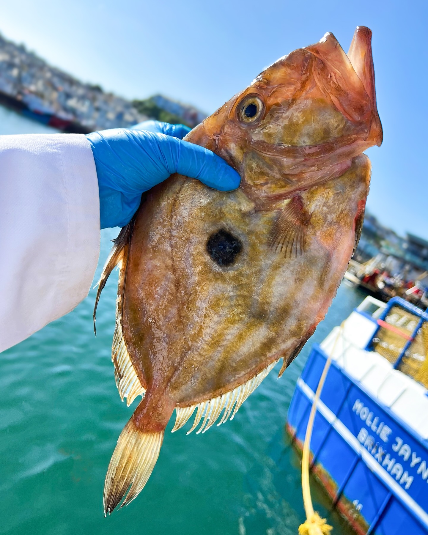 brixham fish box delivery Catch of the Day Regular Box (10 portions) Review - Seafood at Home