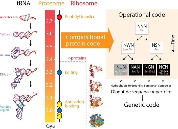 Abiogenesis - Tracing the Origin of the Genetic Code and... | Facebook