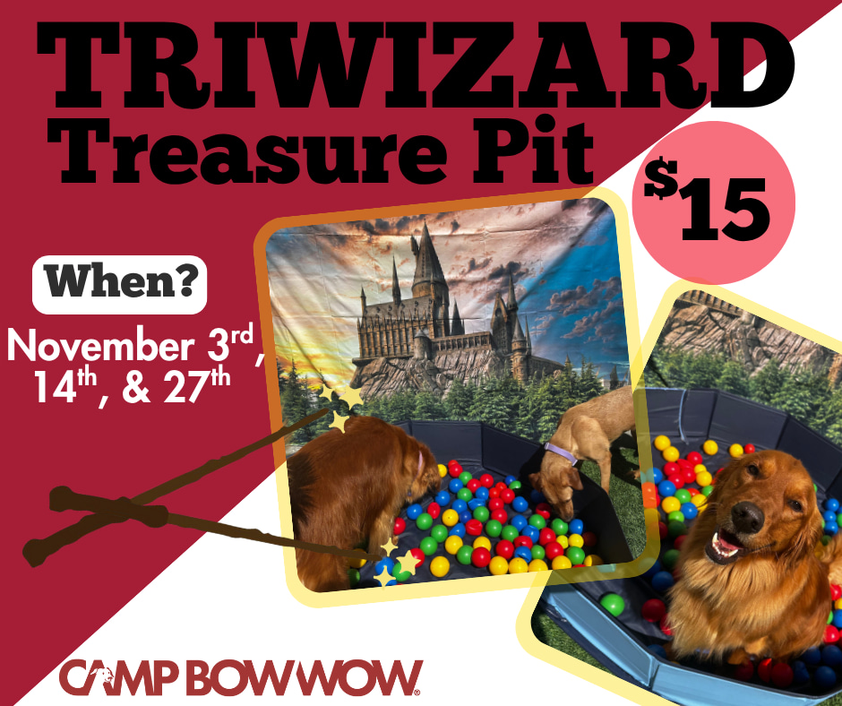 Camp - 🐶⚡A Pit Full of Magic & Mischief It’s not just a game—it’s a ...