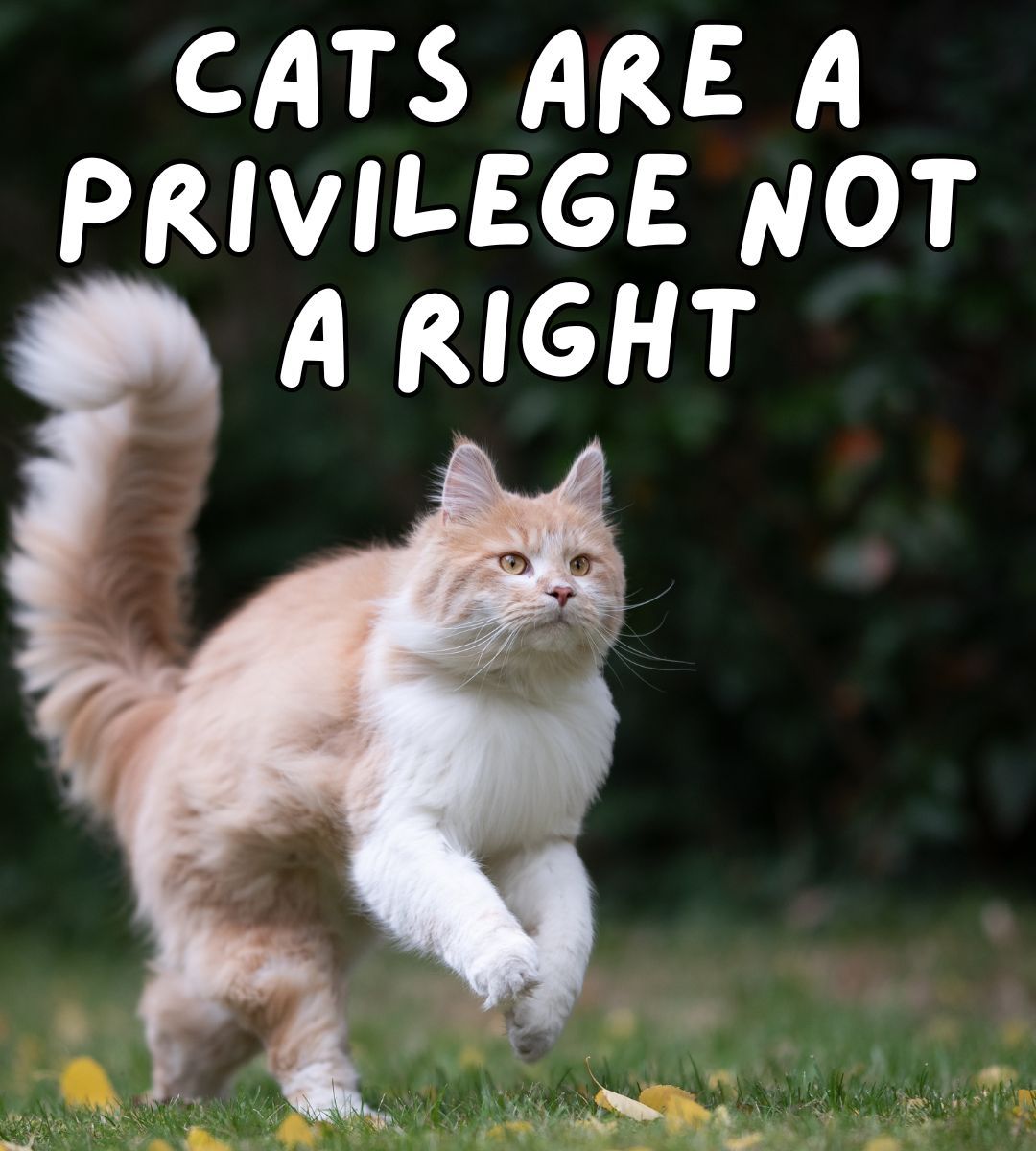 Happy Cats | Facebook