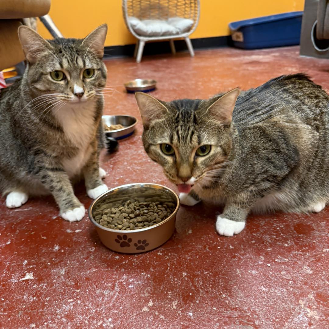 Atlanta Animal... - Atlanta Animal Rescue Friends (AARF)
