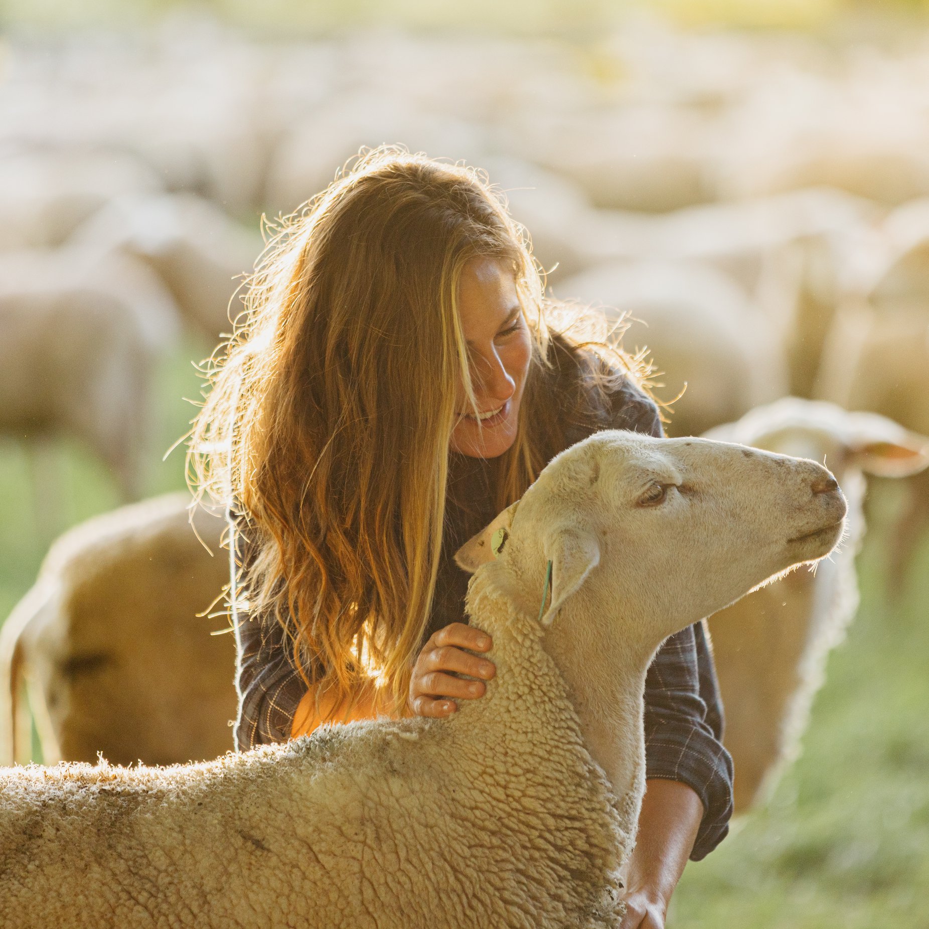 On this day in 1773, the first... - Spring Sheep New Zealand | Facebook