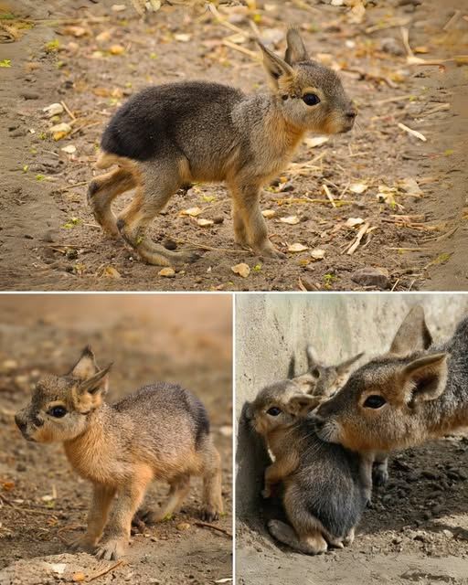 Healthy - 🔥 This is a BABY PATAGONIAN MARA — A Rare Baby You've ...