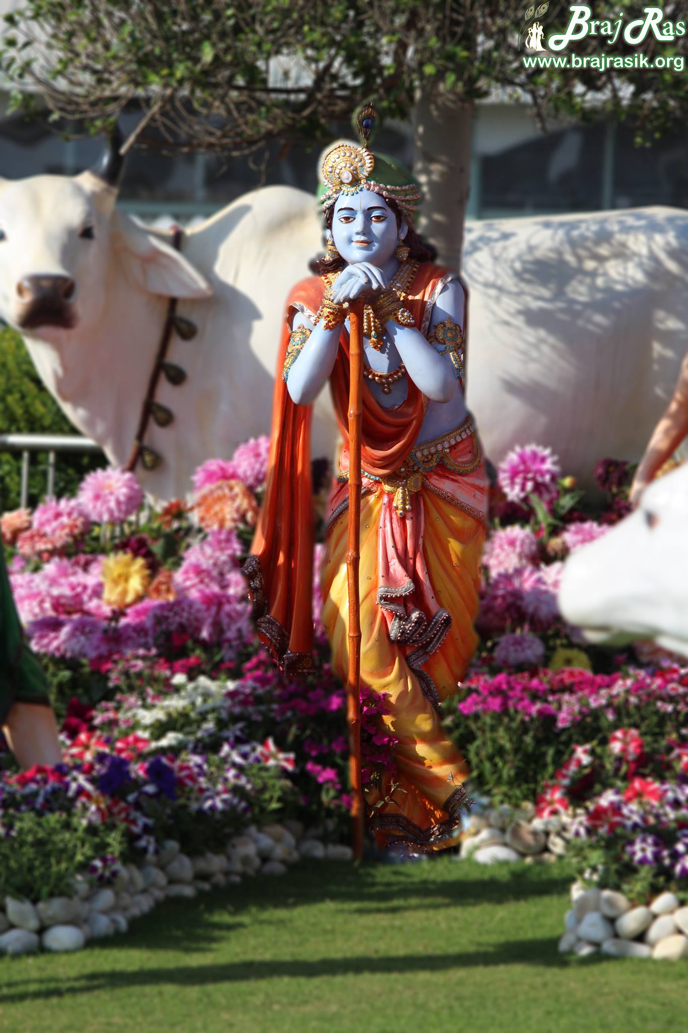 Braj - Recent Photo clicked of Thakurji's divine pastimes of cow ...