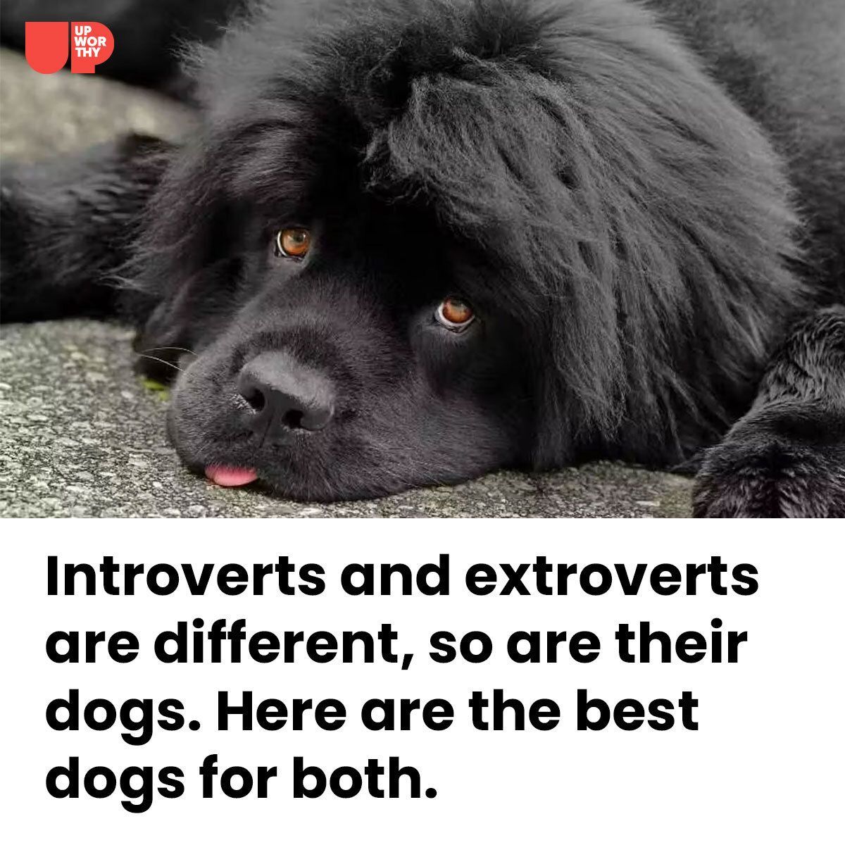 Upworthy - Nothing says introvert's best friend like a big... | Facebook