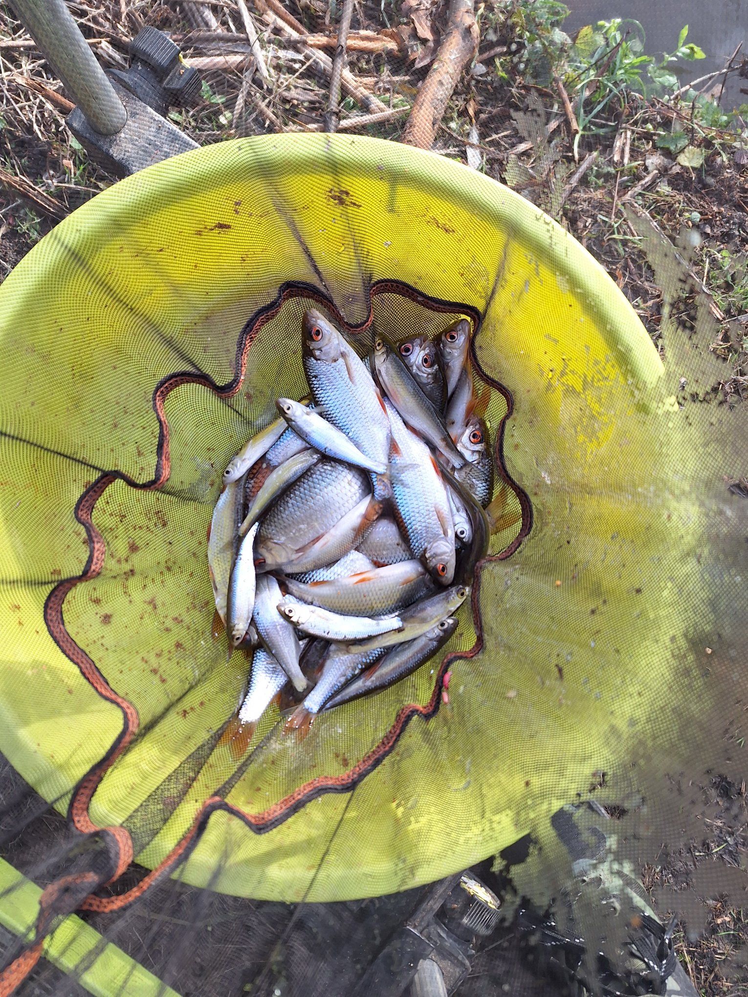St Neots & District Fish Preservation & Angling Society