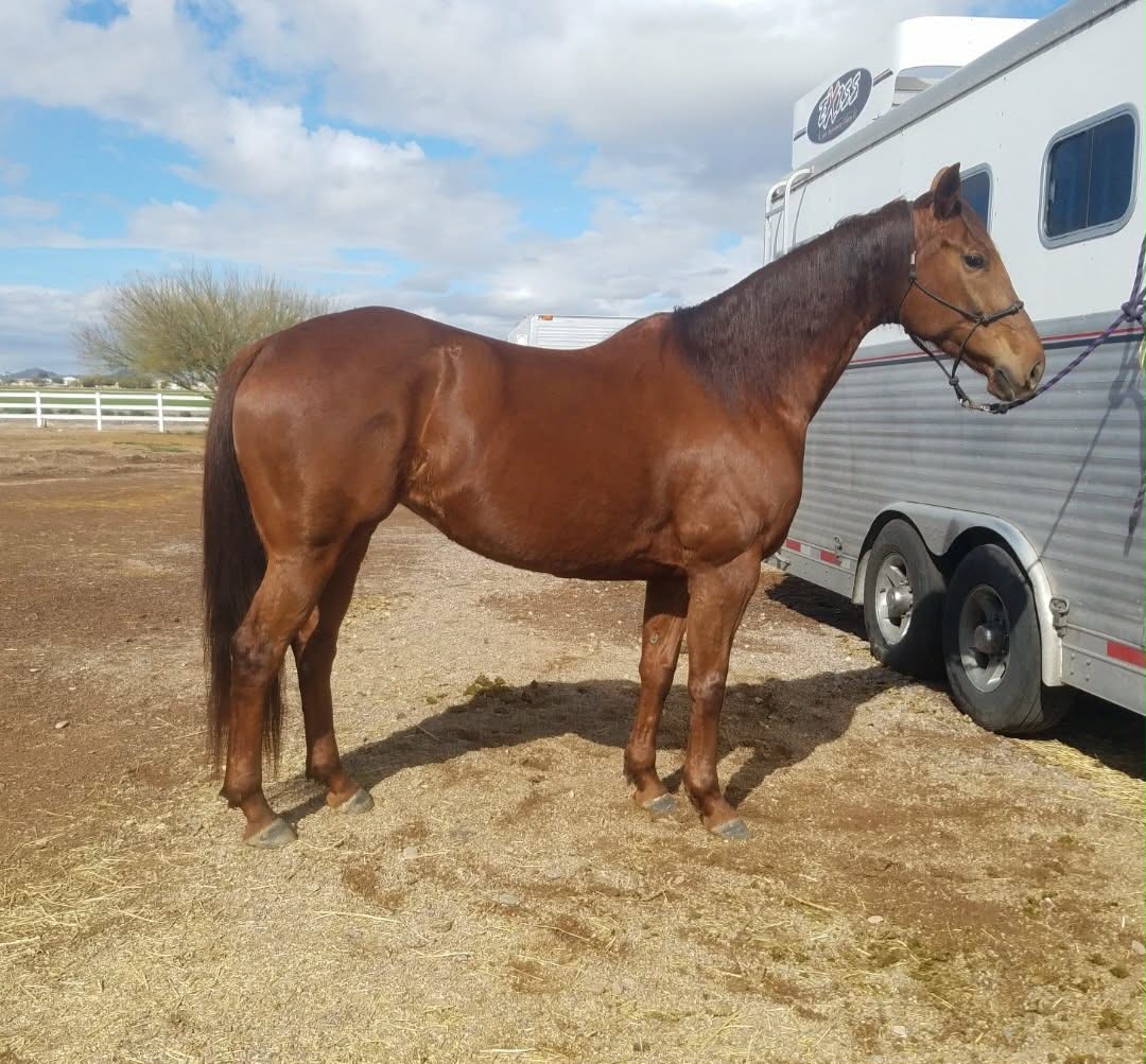 88 RANCH PERFORMANCE HORSES... - 88 RANCH PERFORMANCE HORSES
