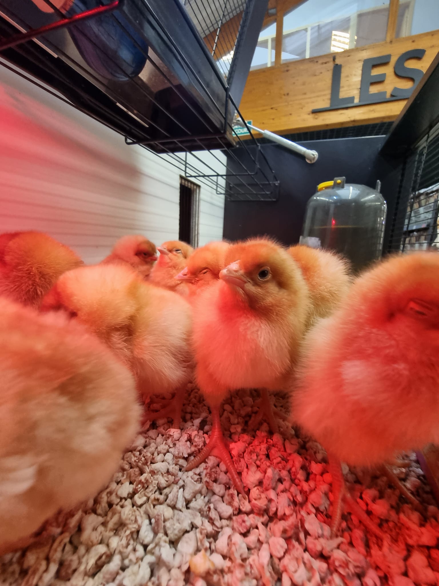 Poussin A Vendre Jardiland