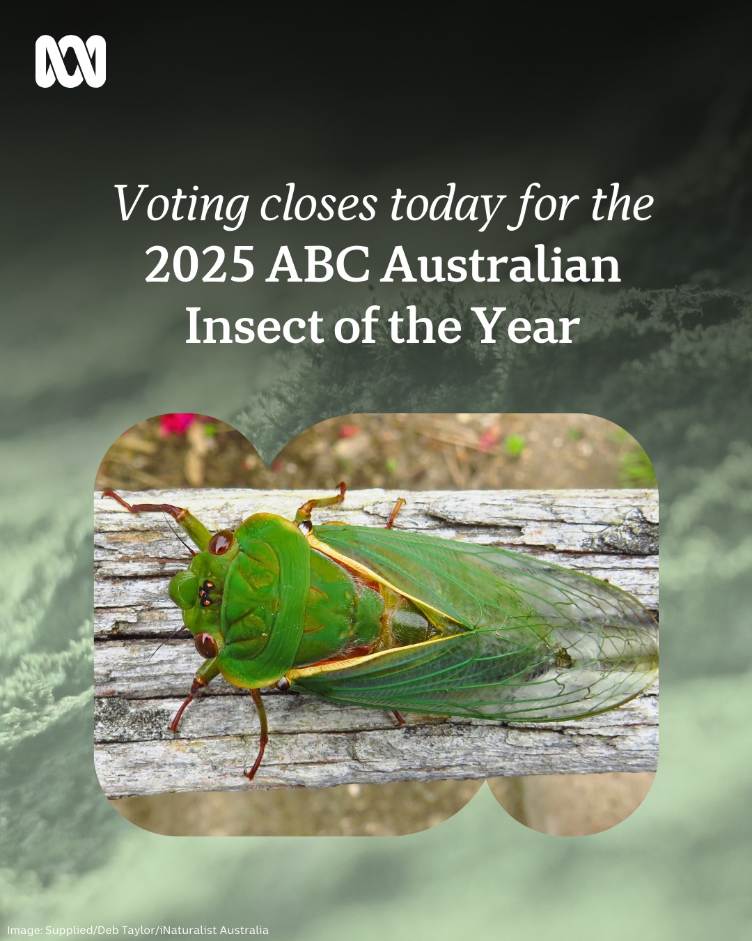ABC - Which of these insect finalists will be the 2025 Australian ...