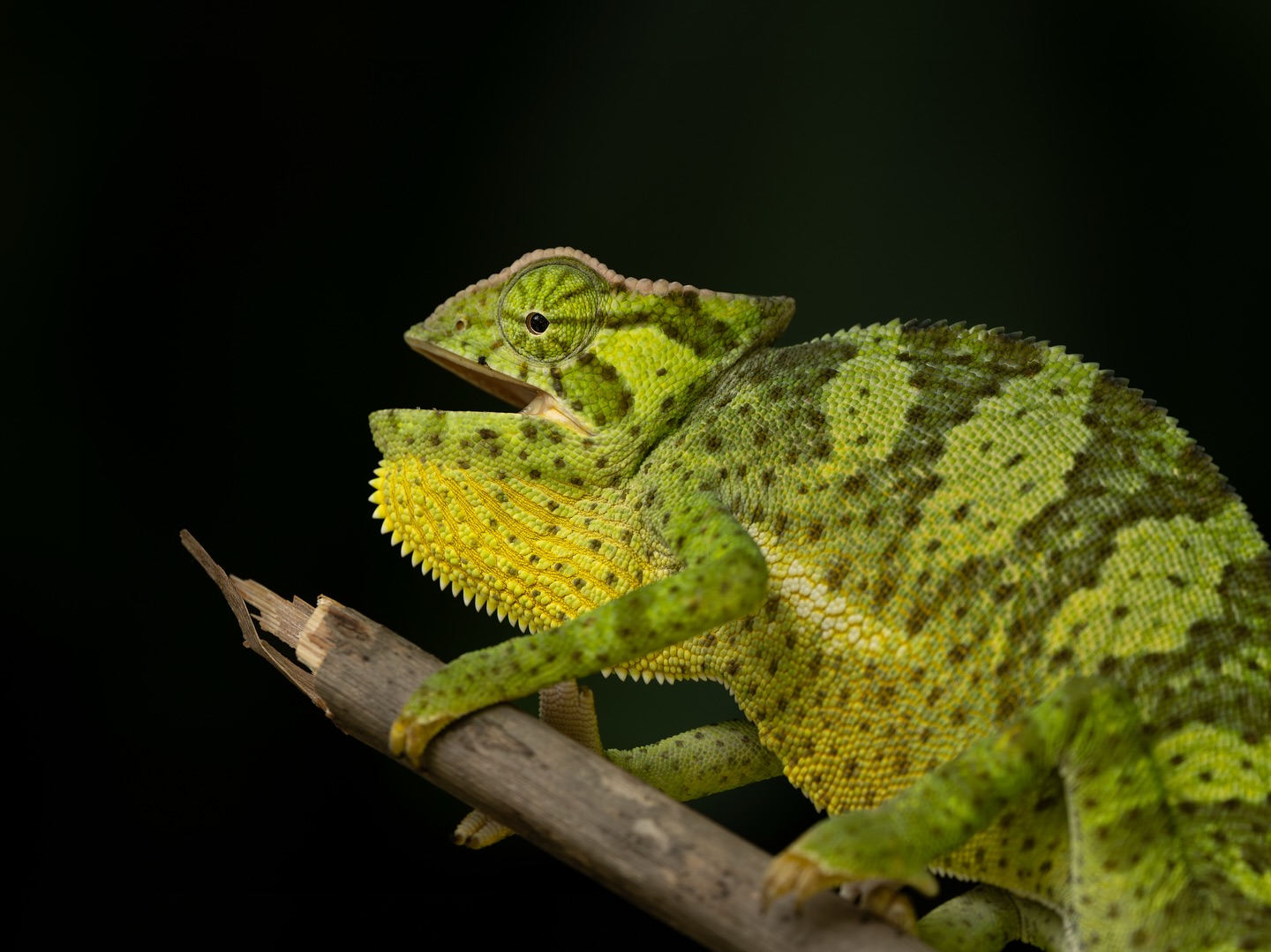 Baby helmeted Chameleons are pretty dang adorable! Photographed
