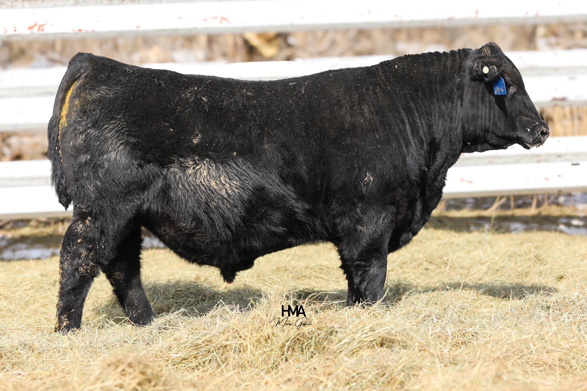 Smith Angus Ranch | Bassett NE