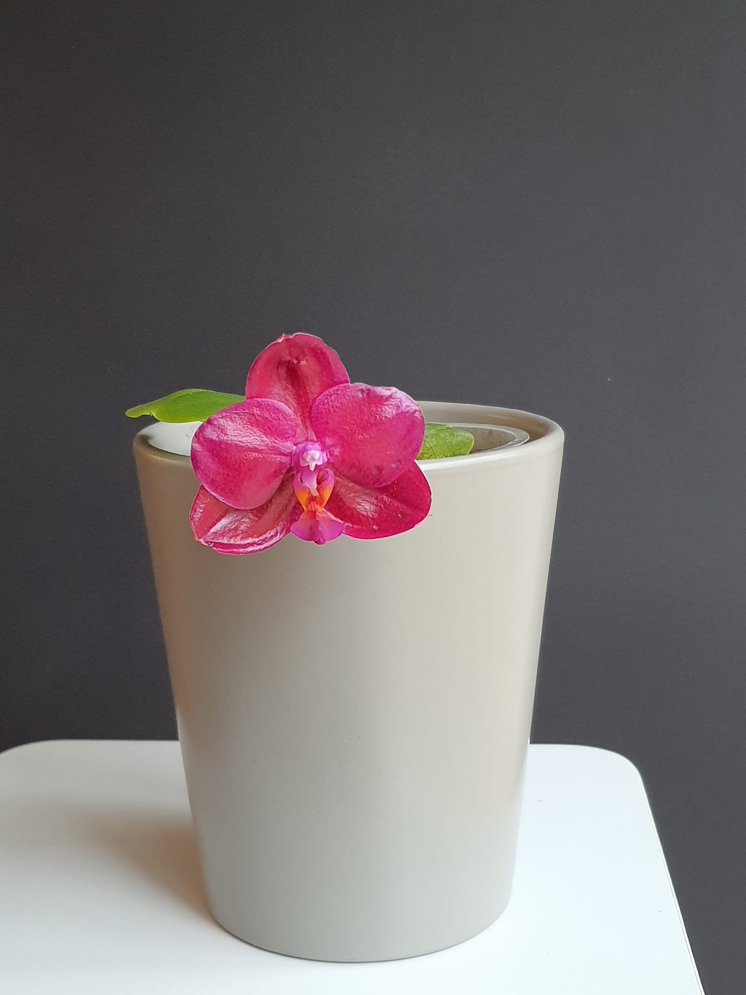 Big pink orchid clone first flowering