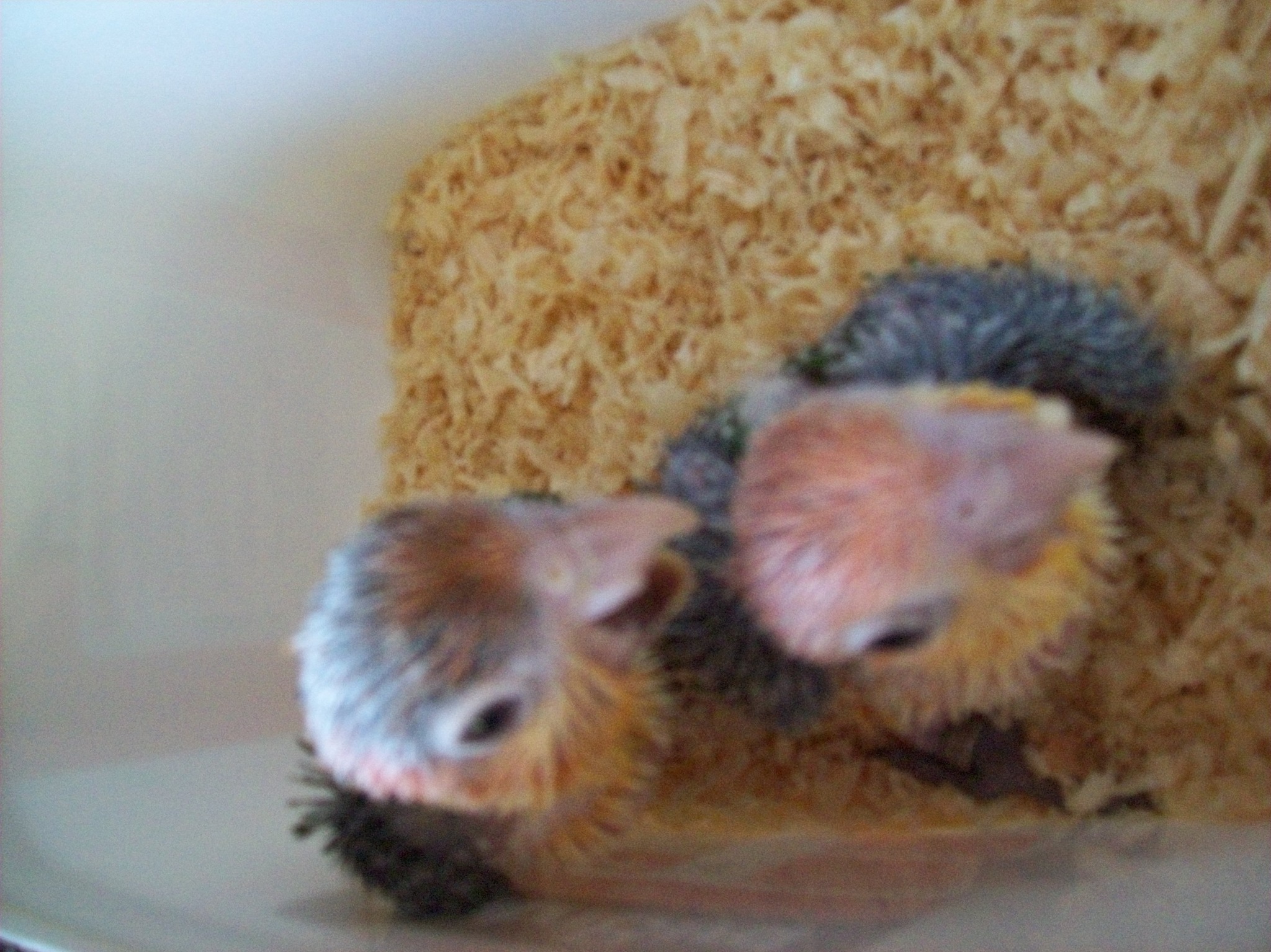Riverbank Aviaries | Downham Market