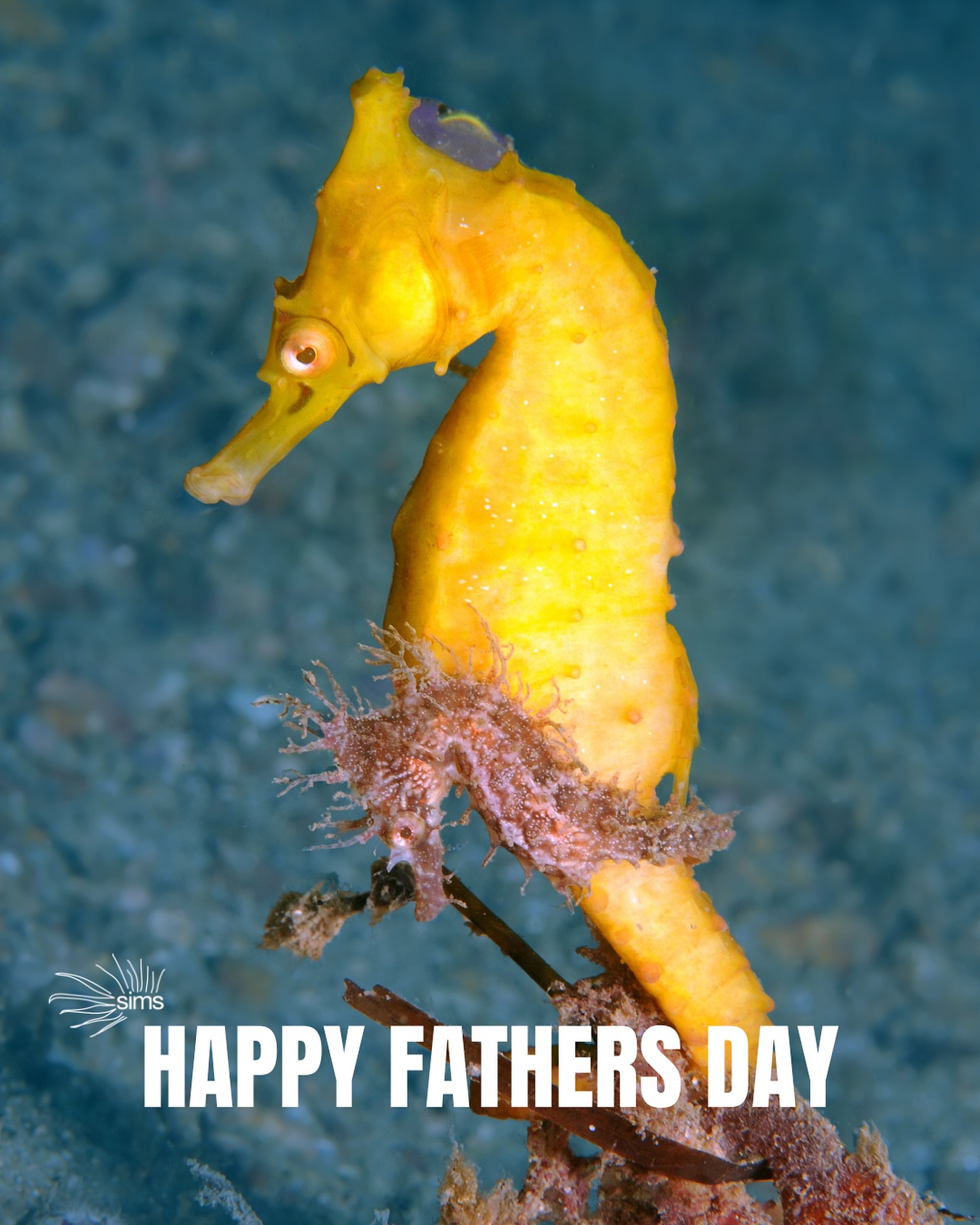 Sydney - This Father’s Day, we’re celebrating some of the ocean’s most ...