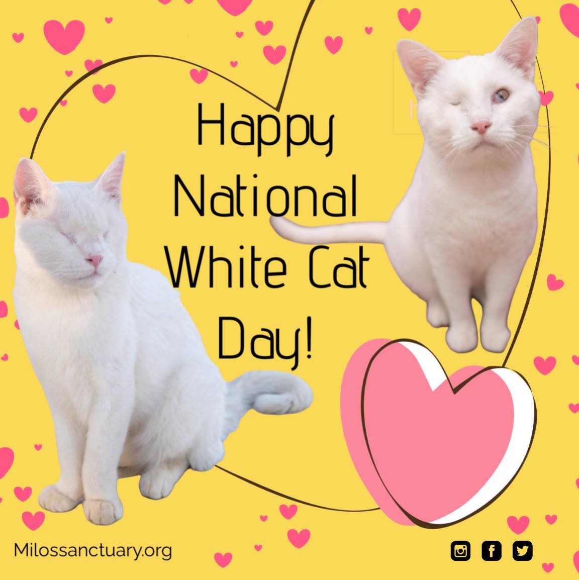 Celebrating National White Cat Day with fun facts