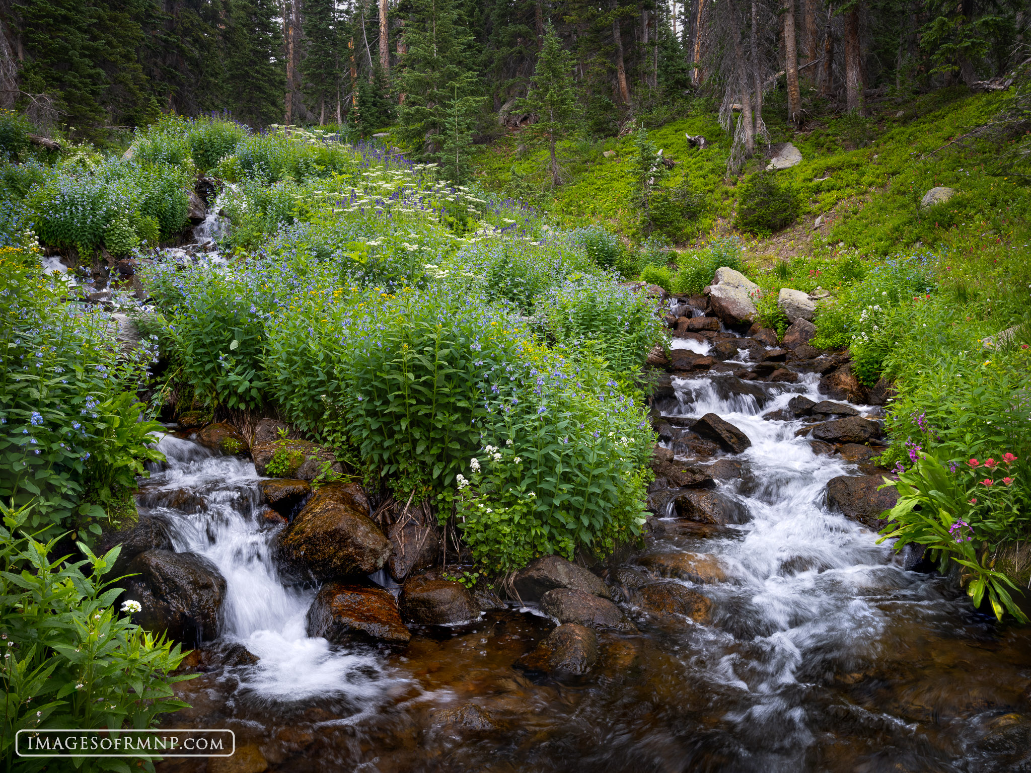 Erik - This summer the high country flowers were still blooming into ...