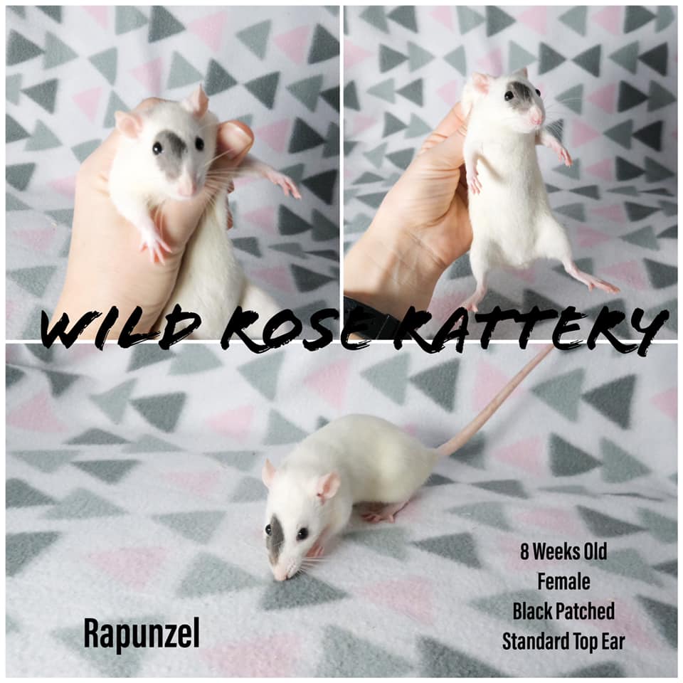 Check the Available photo album to see... - Wild Rose Rattery