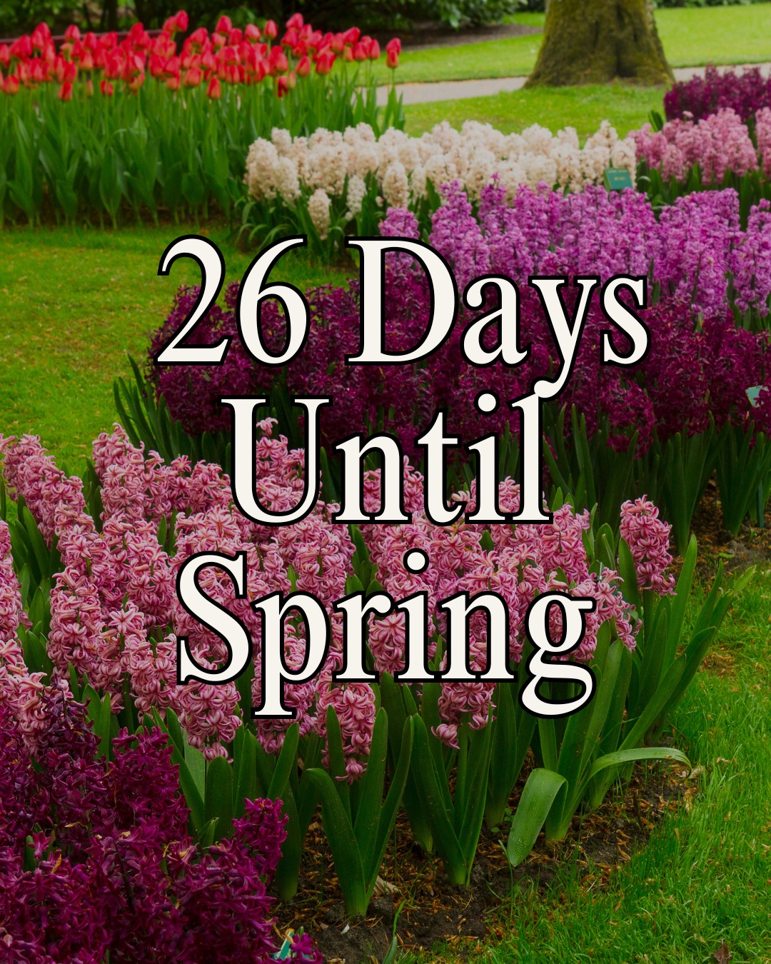 Flowers - 26 more days to go until Spring is back 😊🌷☀️ | Facebook