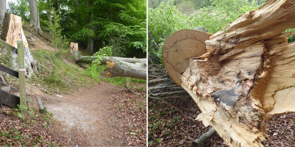 Forestry - A council is set to install CCTV at a nature reserve ...