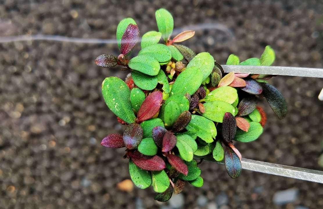 Bucephalandra