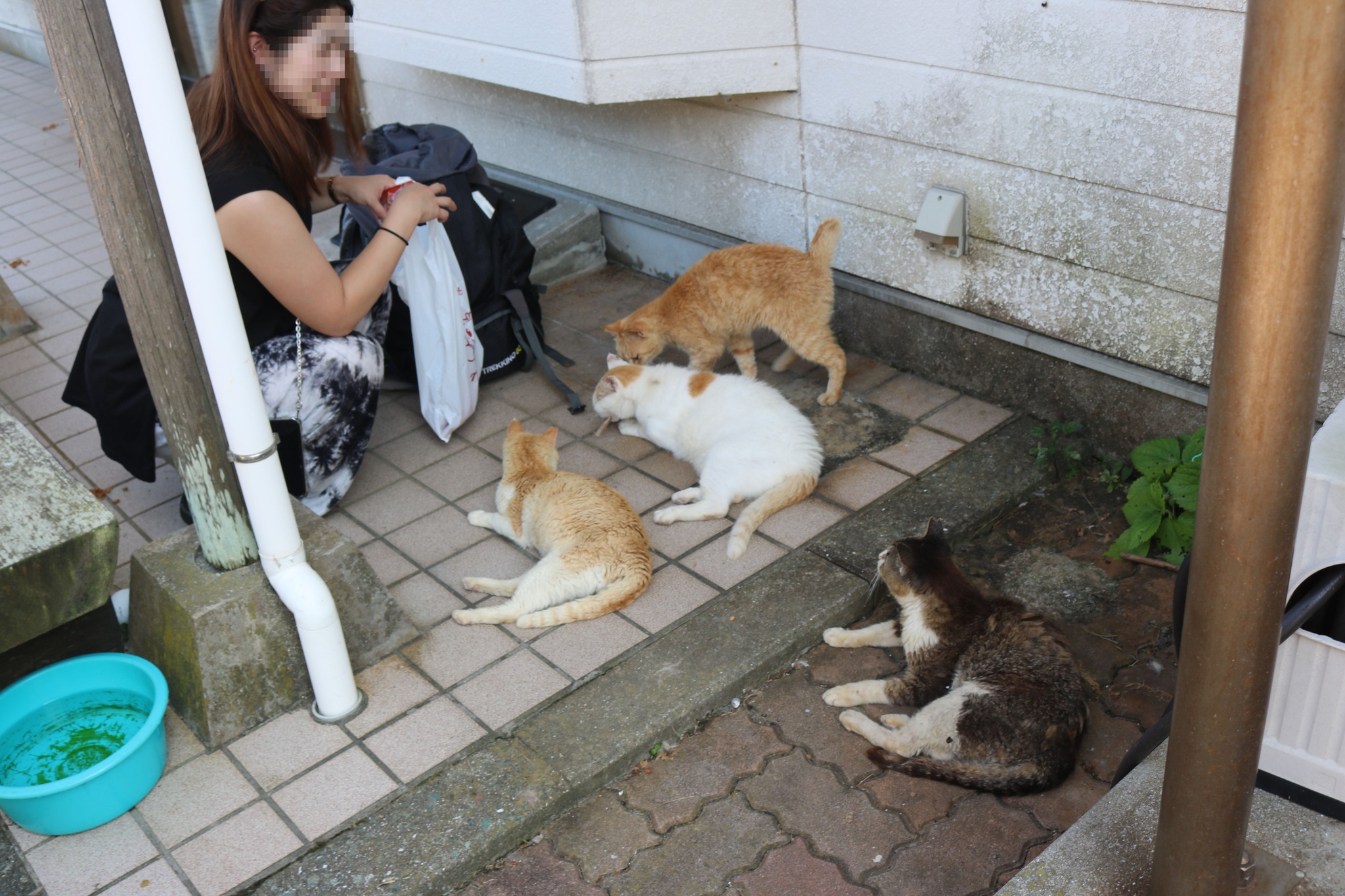 昔の猫の話題 サンちゃん 生まれつき右後ろ足がない三毛猫 サンちゃん